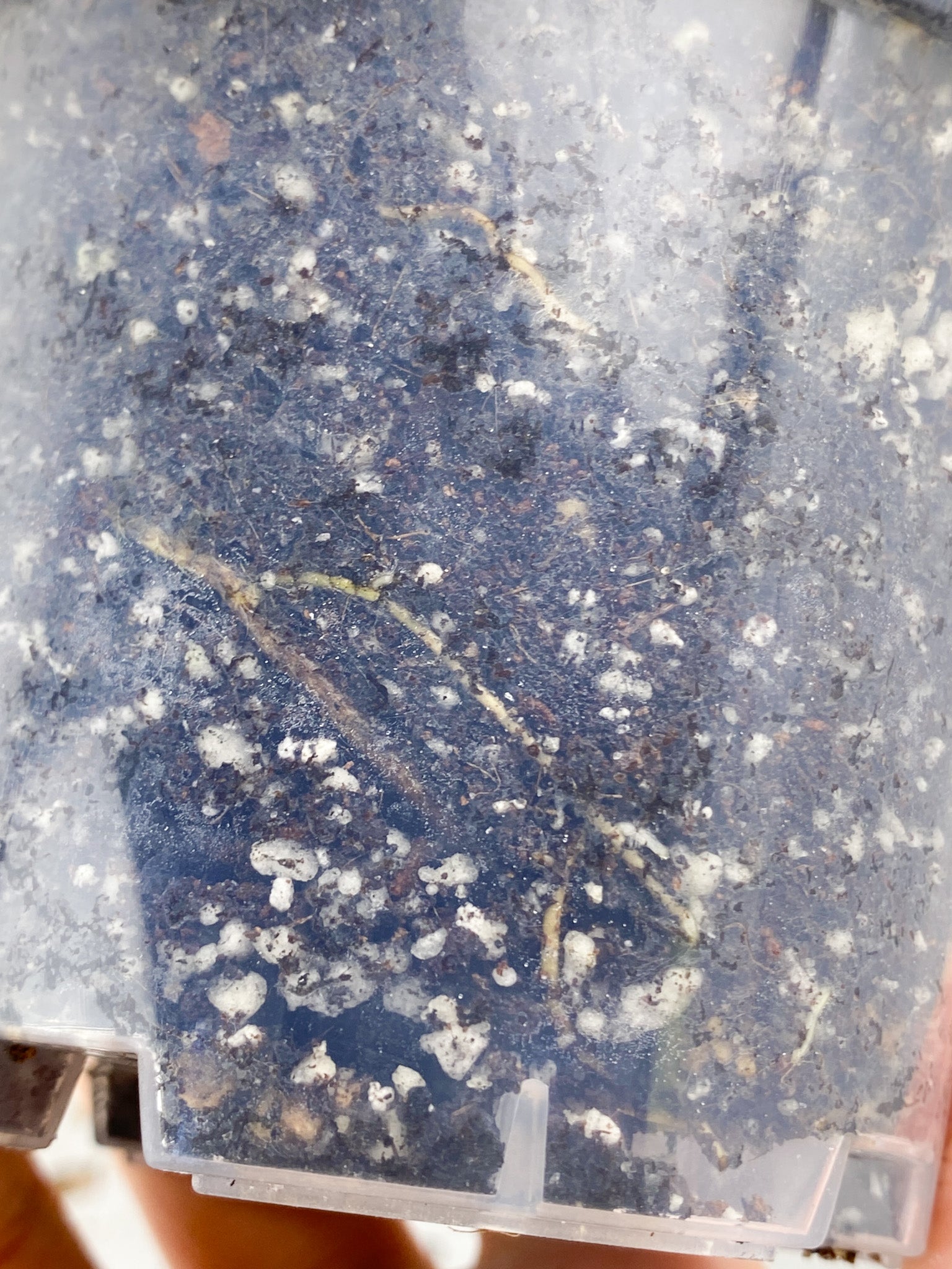 Epipremnum Pinnatum Marble 5 leaves 1 sprout