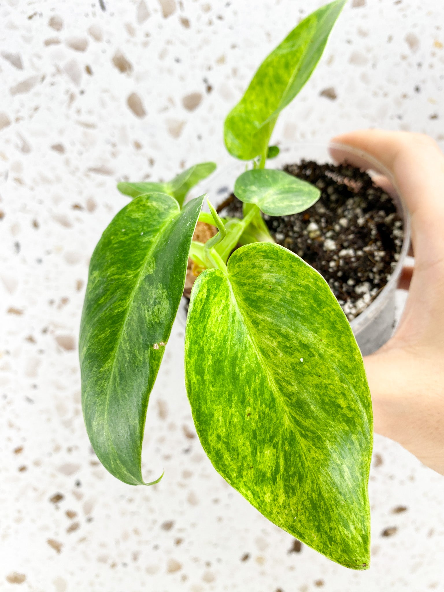 Philodendron Giganteum Blizzard Variegated multiple leaves and growth points baby plant