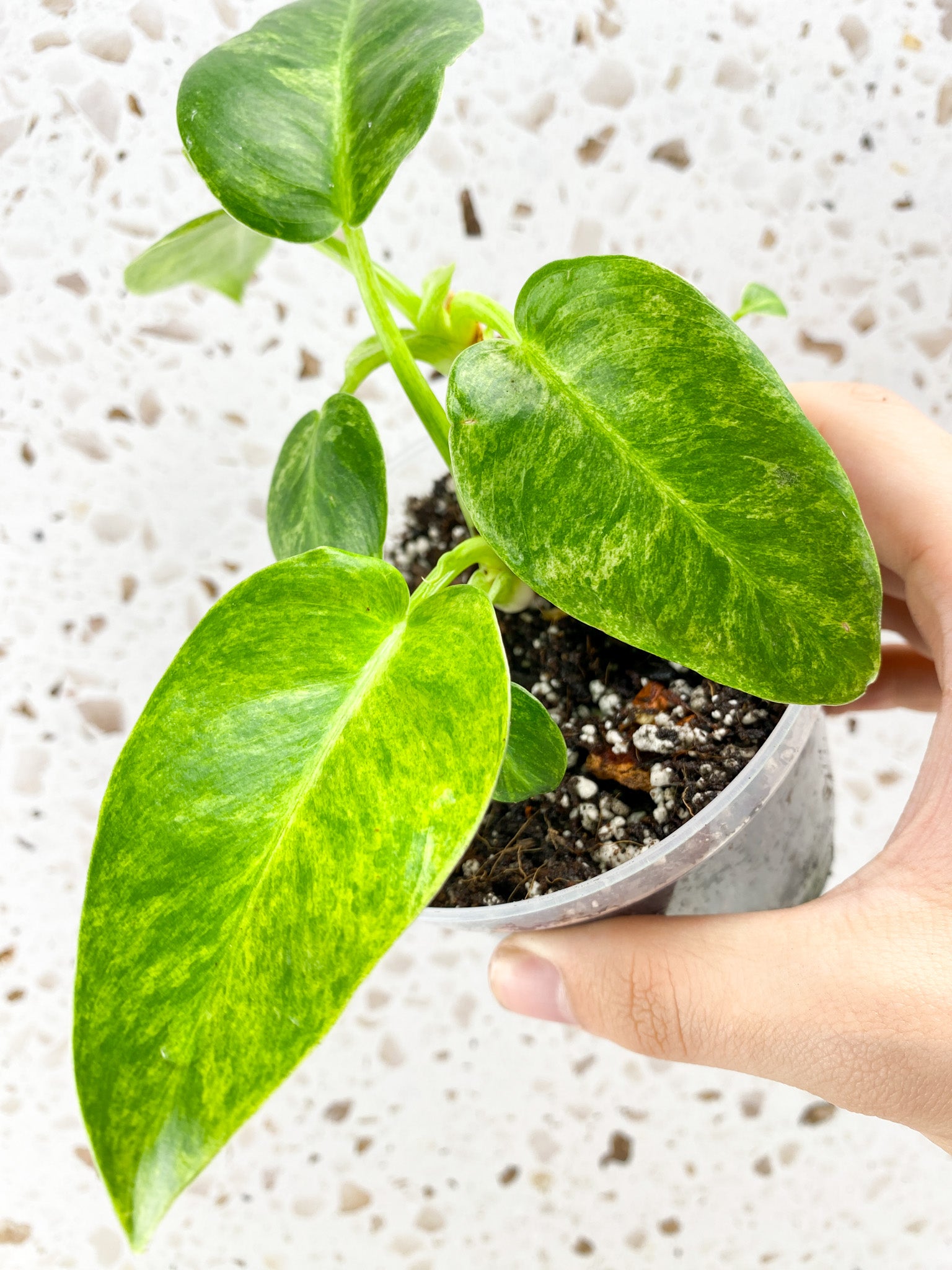 Philodendron Giganteum Blizzard Variegated multiple leaves and growth points baby plant