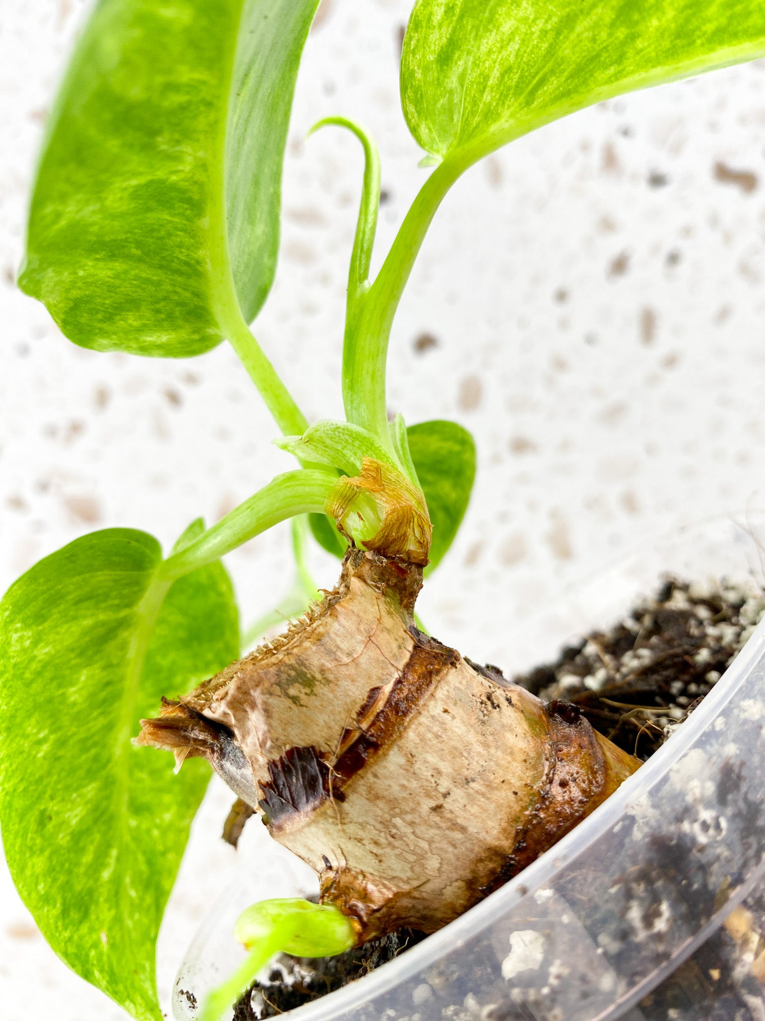 Philodendron Giganteum Blizzard Variegated multiple leaves and growth points baby plant