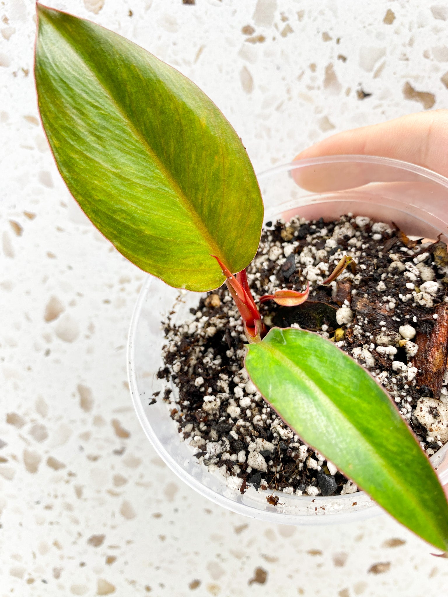 Philodendron Fire Bird Variegated 2 leaves 1 sprout
