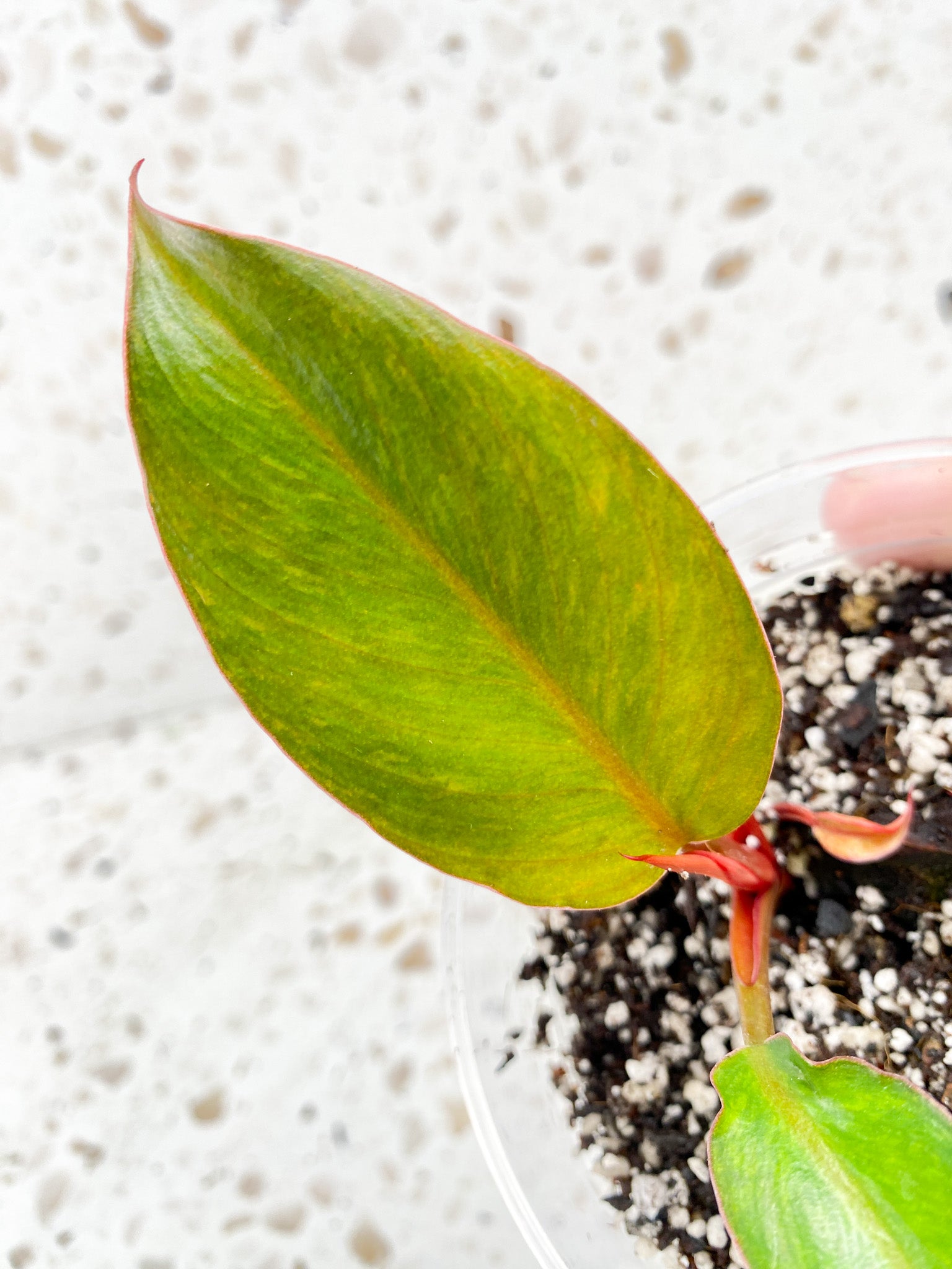 Philodendron Fire Bird Variegated 2 leaves 1 sprout