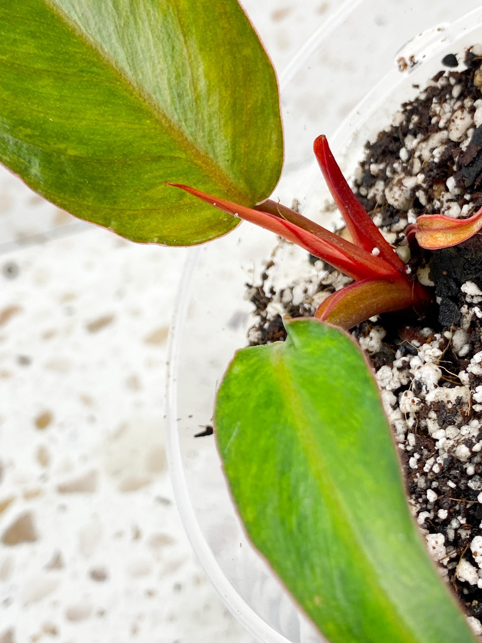 Philodendron Fire Bird Variegated 2 leaves 1 sprout