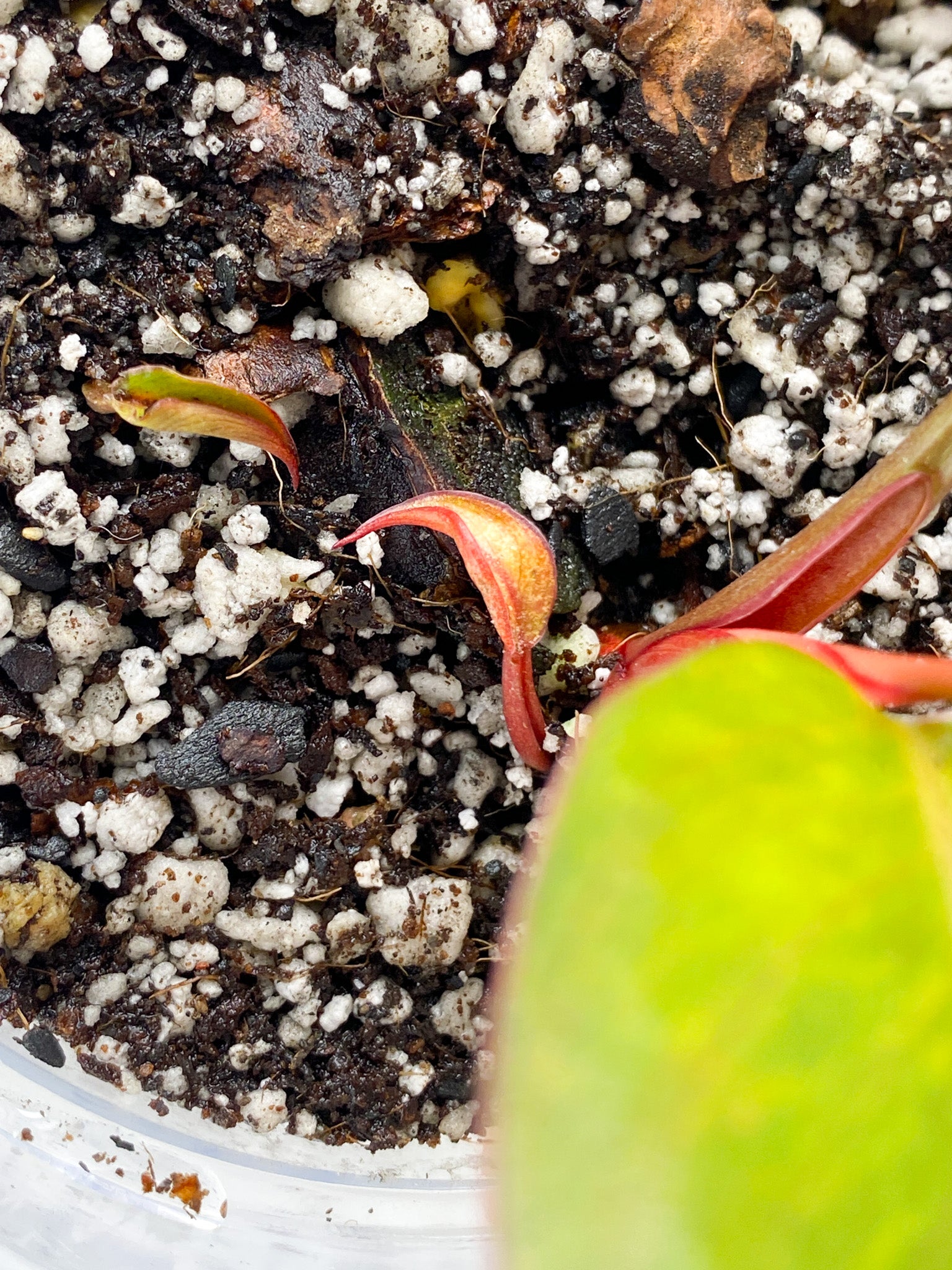 Philodendron Fire Bird Variegated 2 leaves 1 sprout