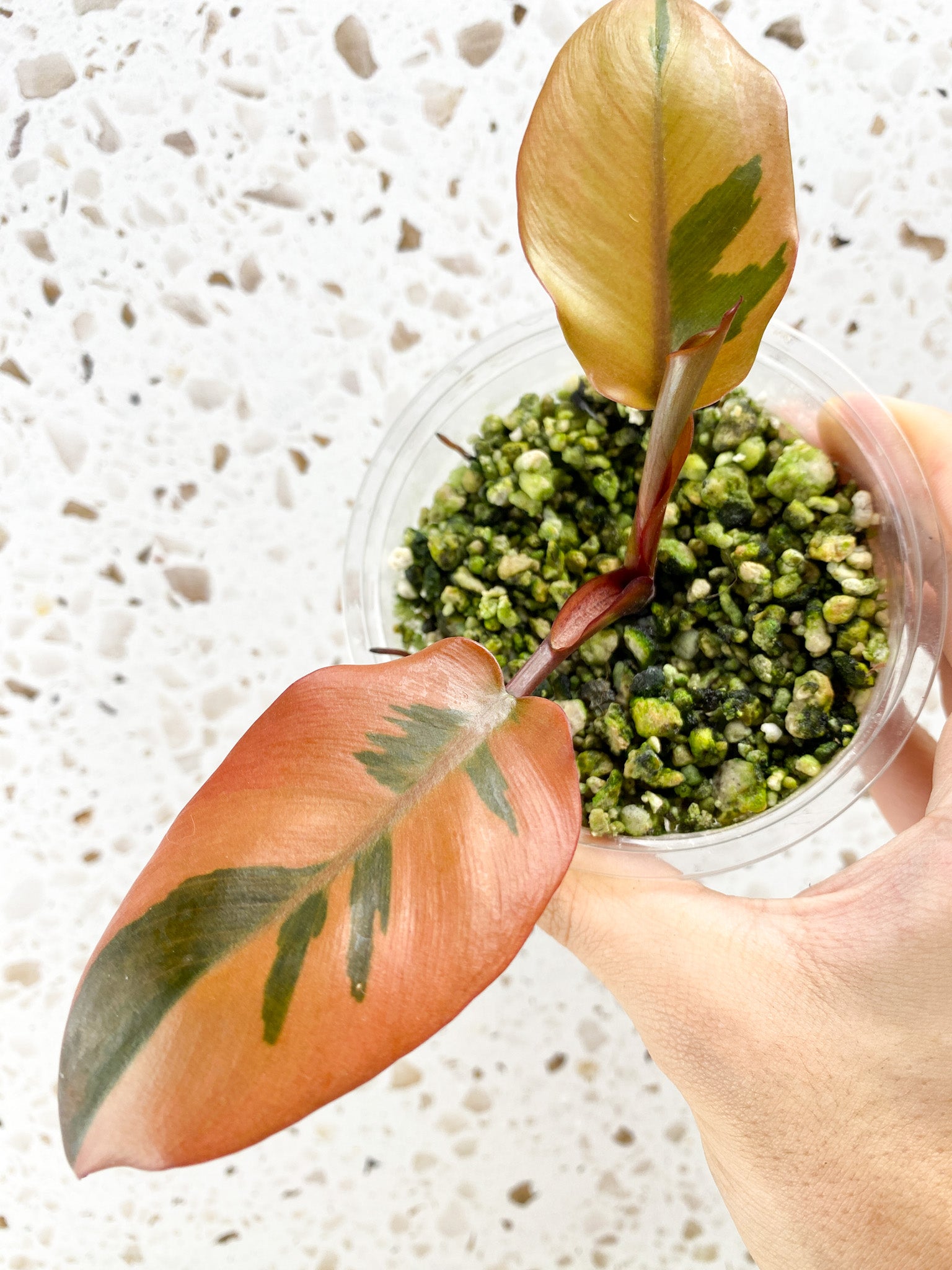 Philodendron Black Cardinal Variegated 3 leaves Highly Variegated for Lisa