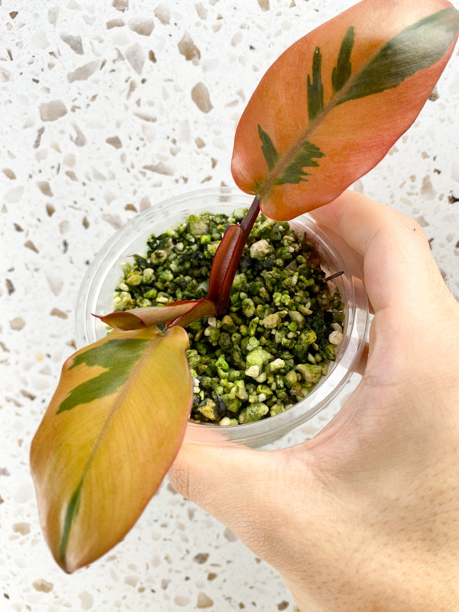 Philodendron Black Cardinal Variegated 3 leaves Highly Variegated for Lisa