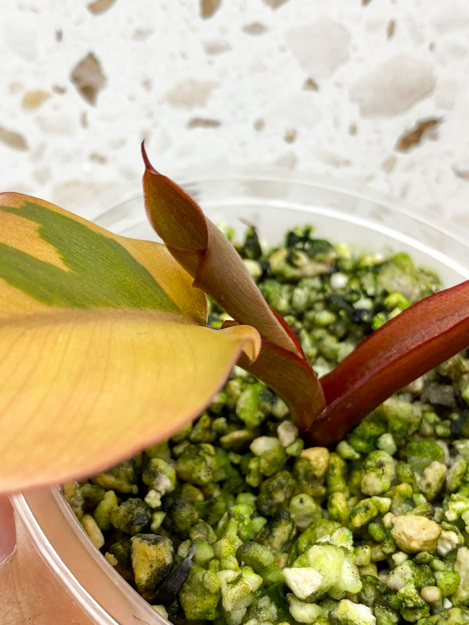 Philodendron Black Cardinal Variegated 3 leaves Highly Variegated for Lisa