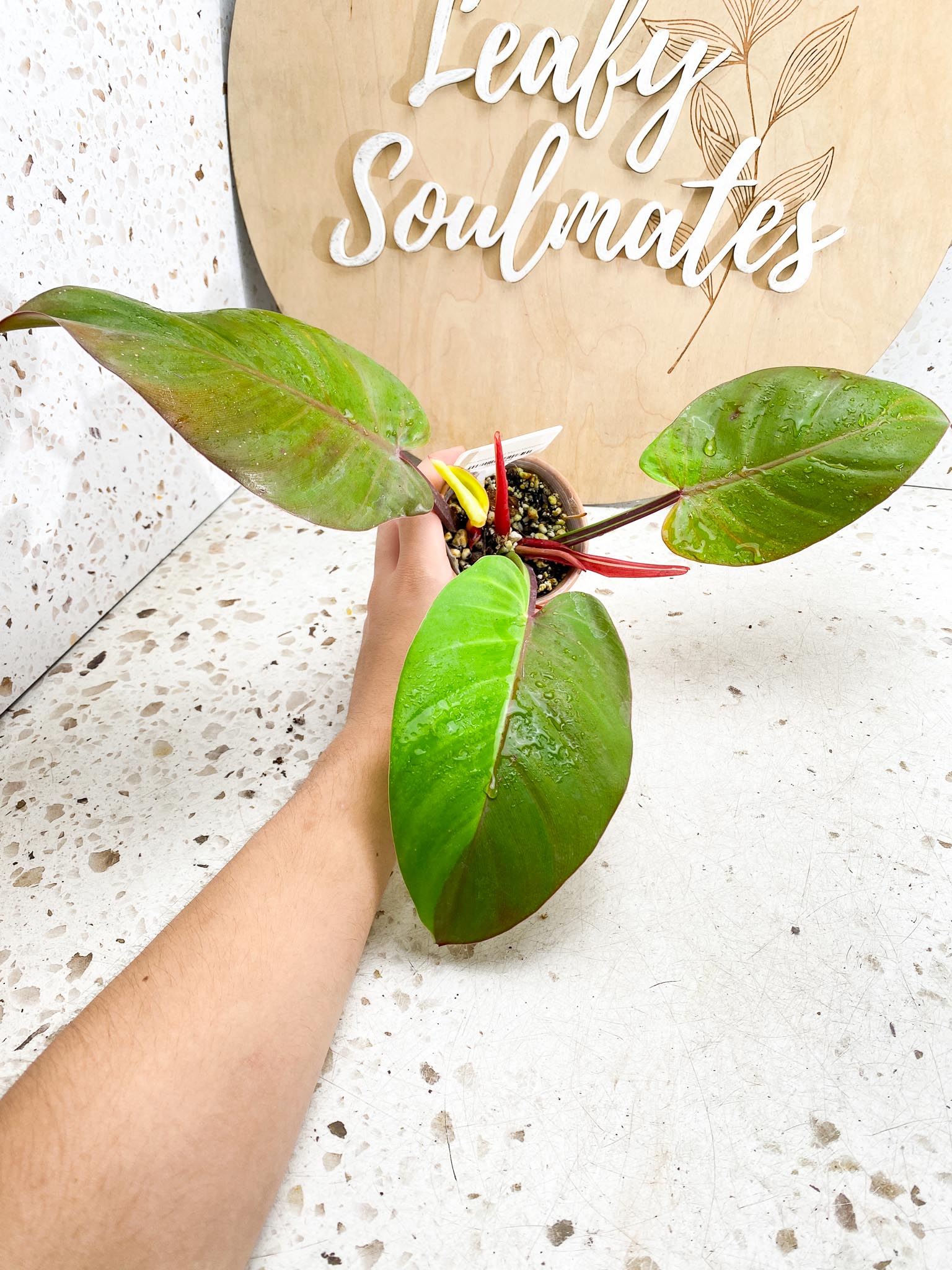 *Philodendron Red Moon Variegated 3 Leaves 1 baby Leaf 3 Sprouts Highly Variegated Top Cutting