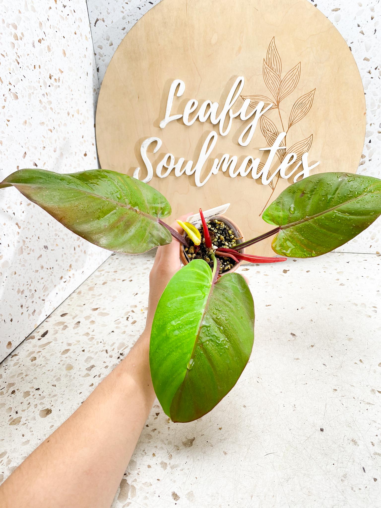 *Philodendron Red Moon Variegated 3 Leaves 1 baby Leaf 3 Sprouts Highly Variegated Top Cutting