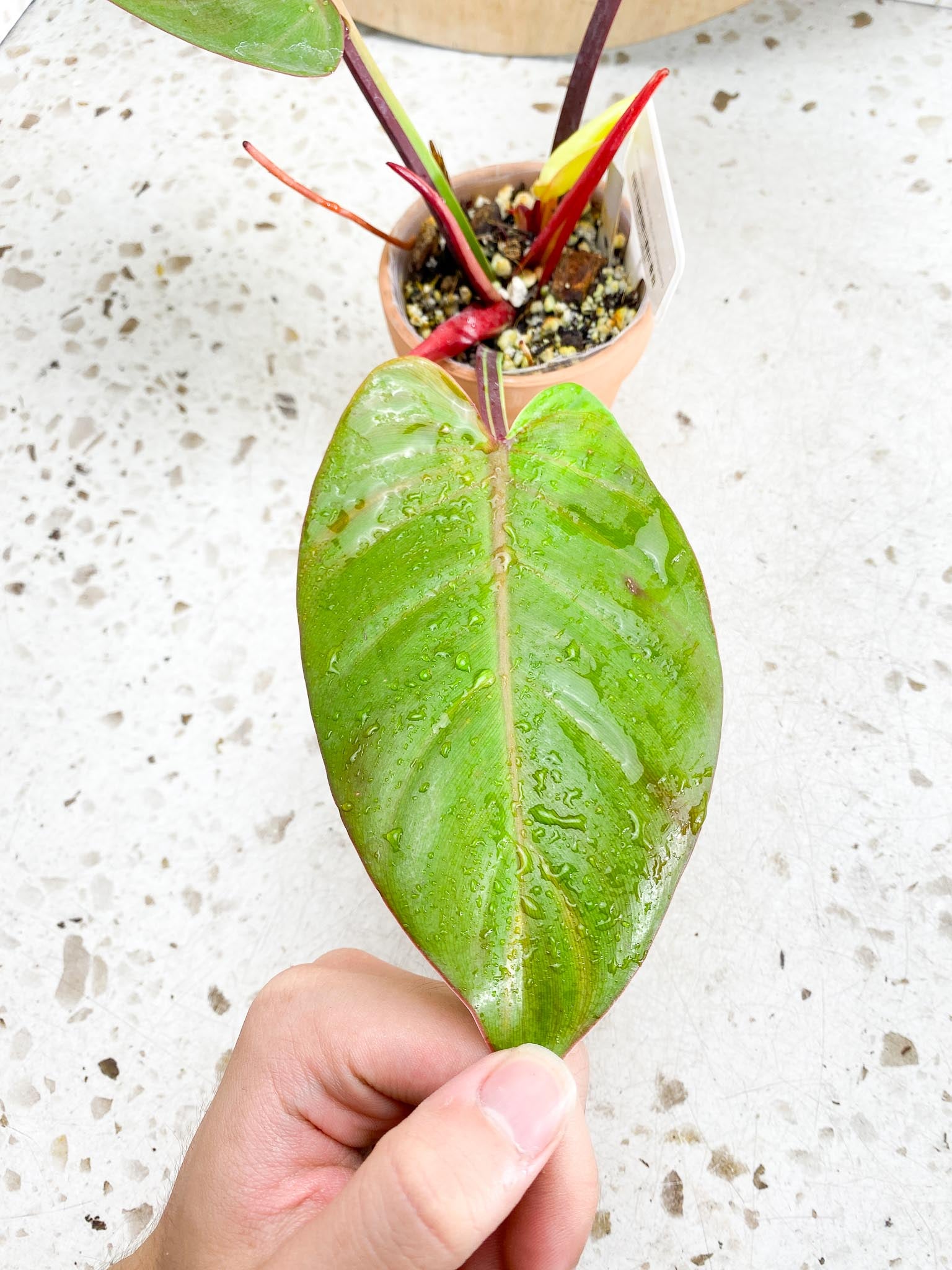 *Philodendron Red Moon Variegated 3 Leaves 1 baby Leaf 3 Sprouts Highly Variegated Top Cutting