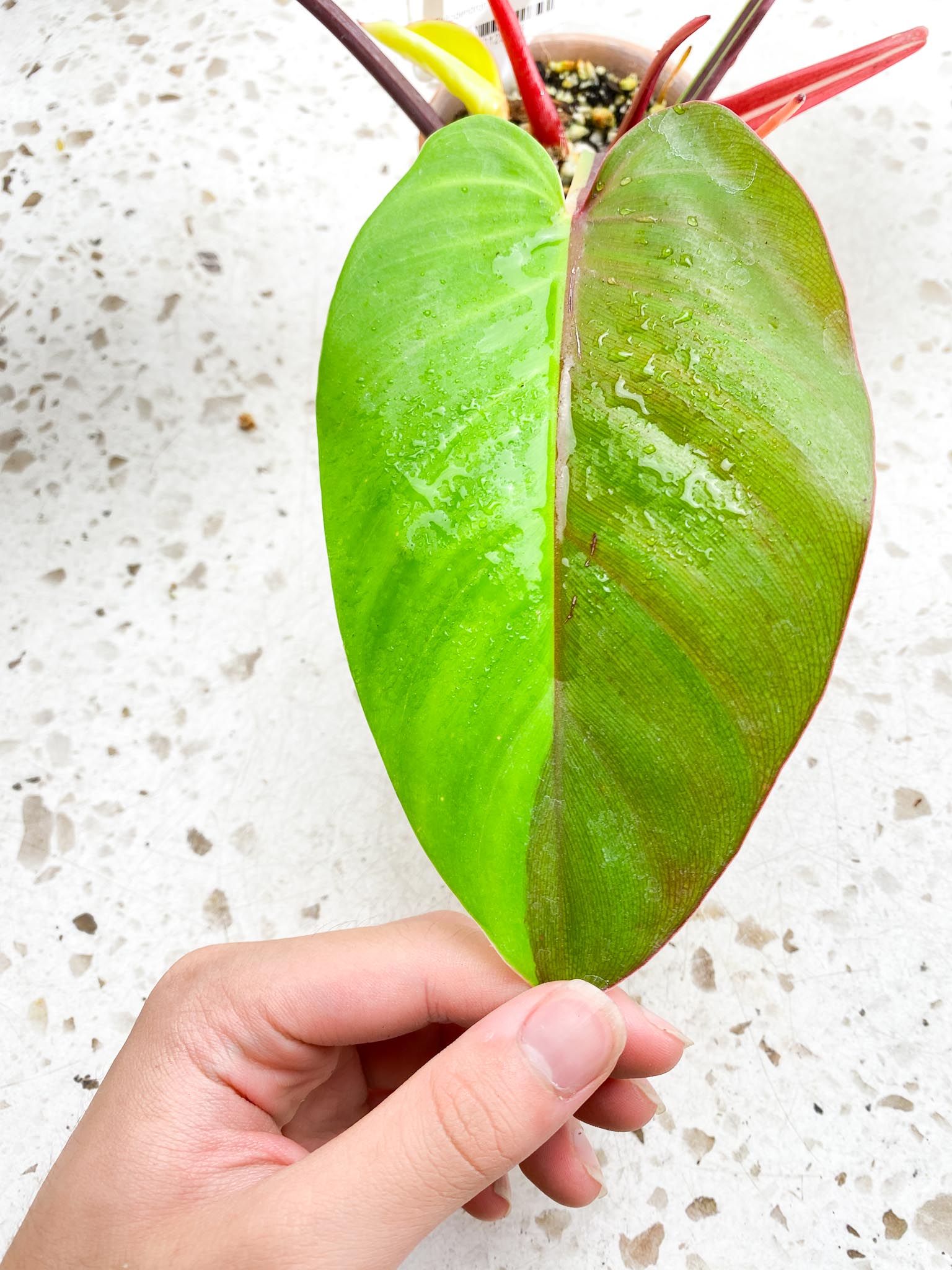 *Philodendron Red Moon Variegated 3 Leaves 1 baby Leaf 3 Sprouts Highly Variegated Top Cutting
