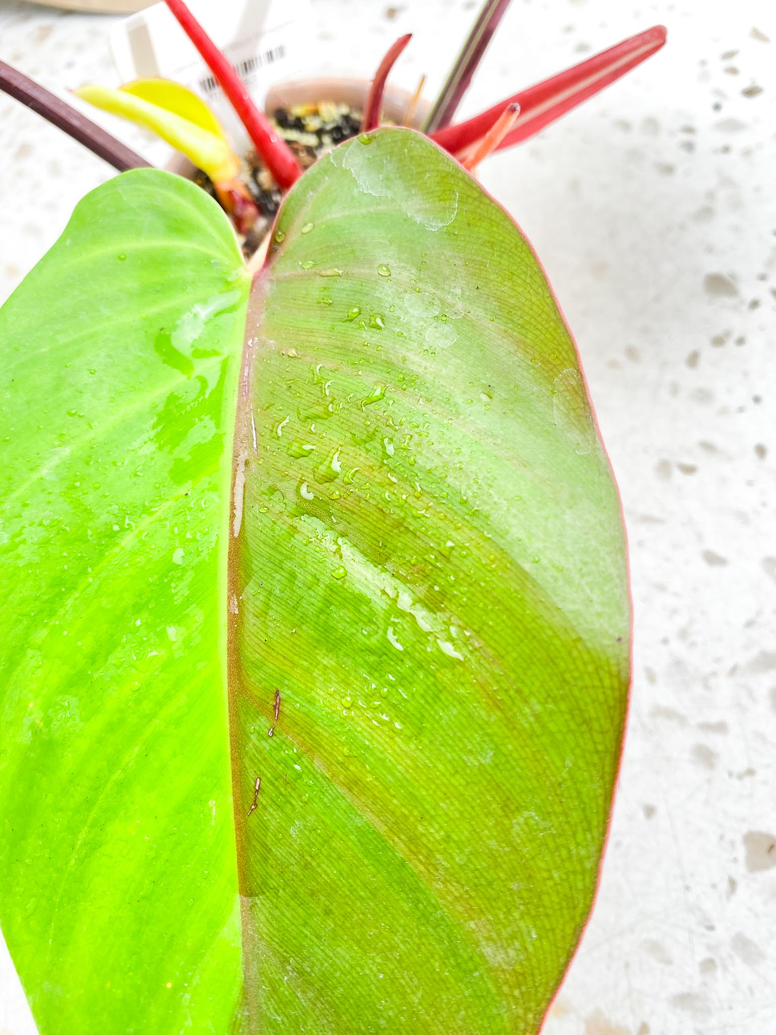 *Philodendron Red Moon Variegated 3 Leaves 1 baby Leaf 3 Sprouts Highly Variegated Top Cutting