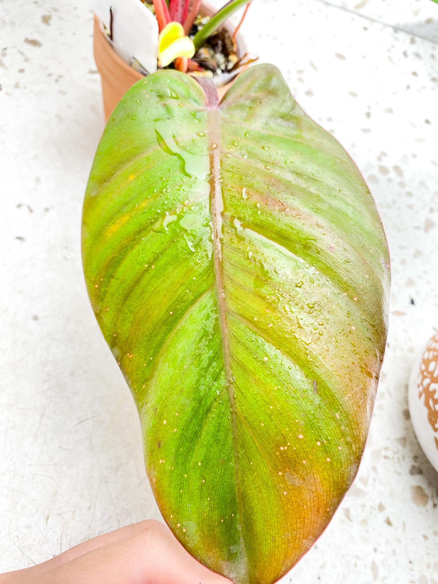 *Philodendron Red Moon Variegated 3 Leaves 1 baby Leaf 3 Sprouts Highly Variegated Top Cutting