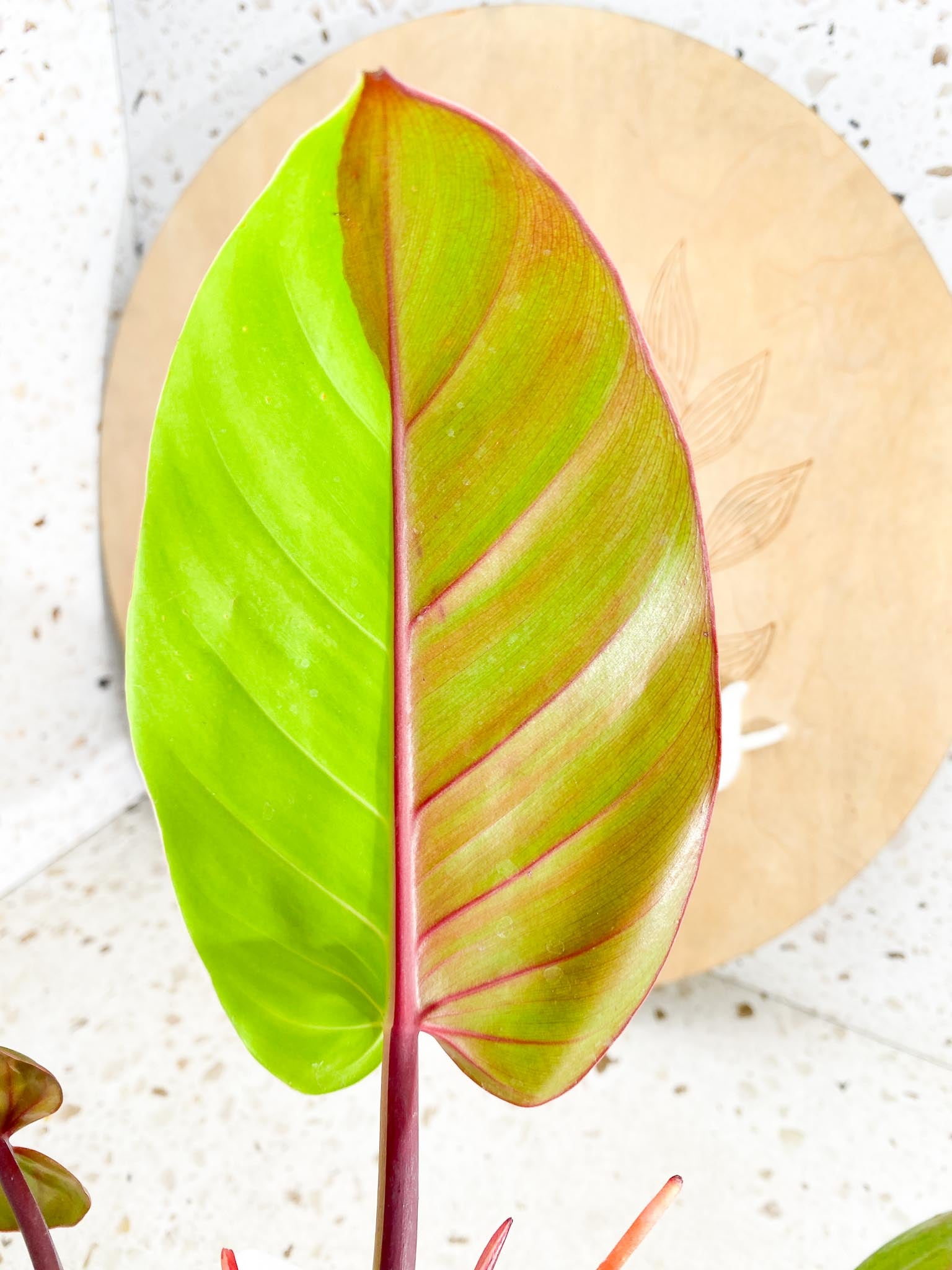 *Philodendron Red Moon Variegated 3 Leaves 1 baby Leaf 3 Sprouts Highly Variegated Top Cutting