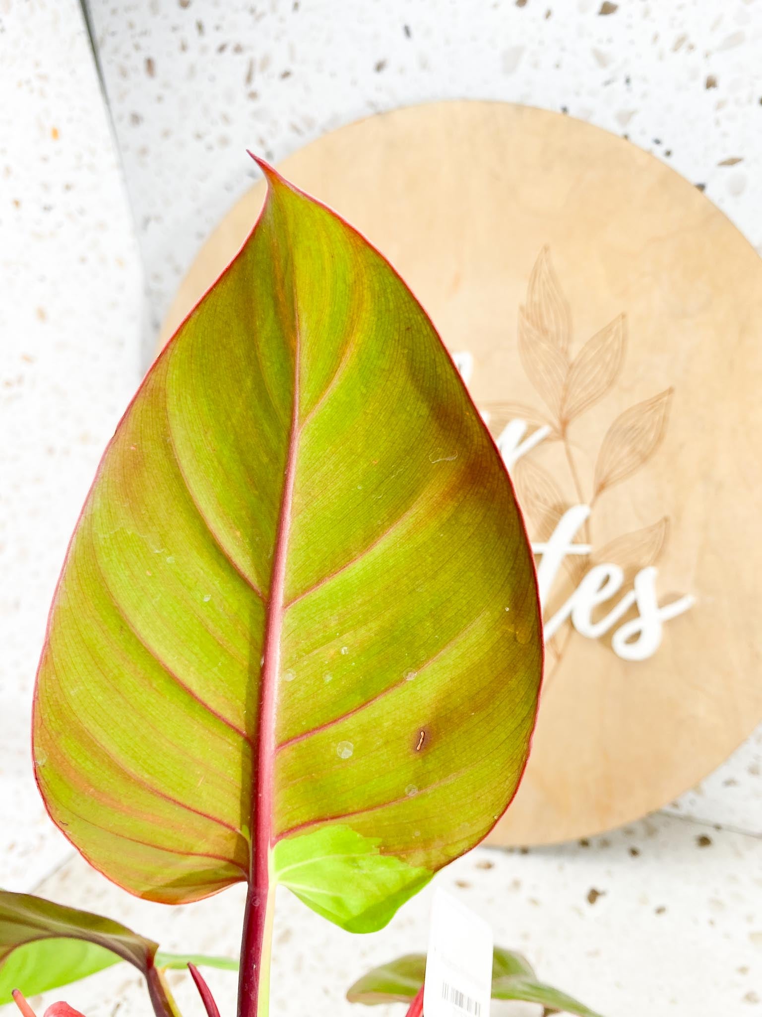 *Philodendron Red Moon Variegated 3 Leaves 1 baby Leaf 3 Sprouts Highly Variegated Top Cutting