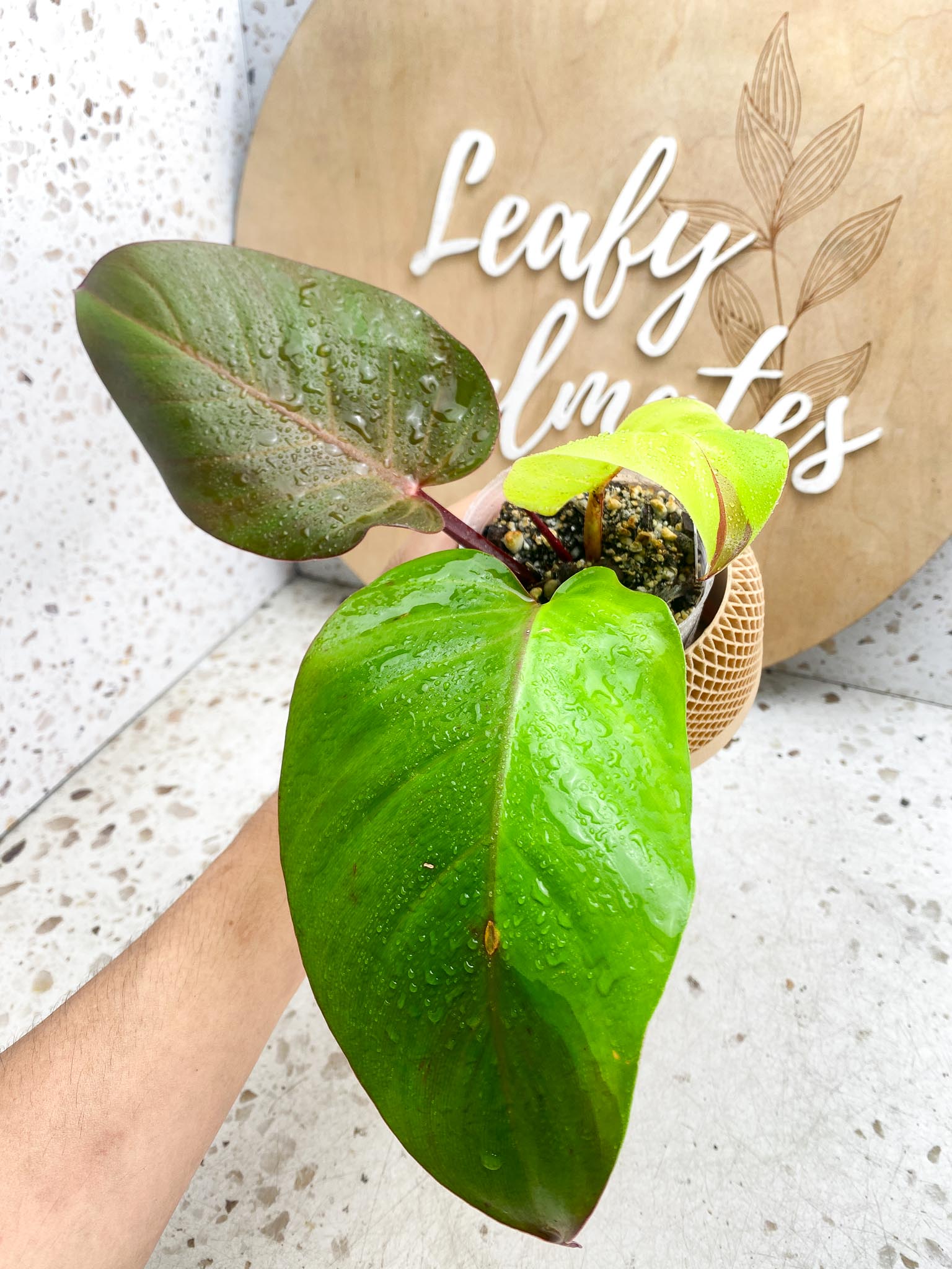 Philodendron Red Moon Variegated 3 Leaves 1 Sprout Rooting