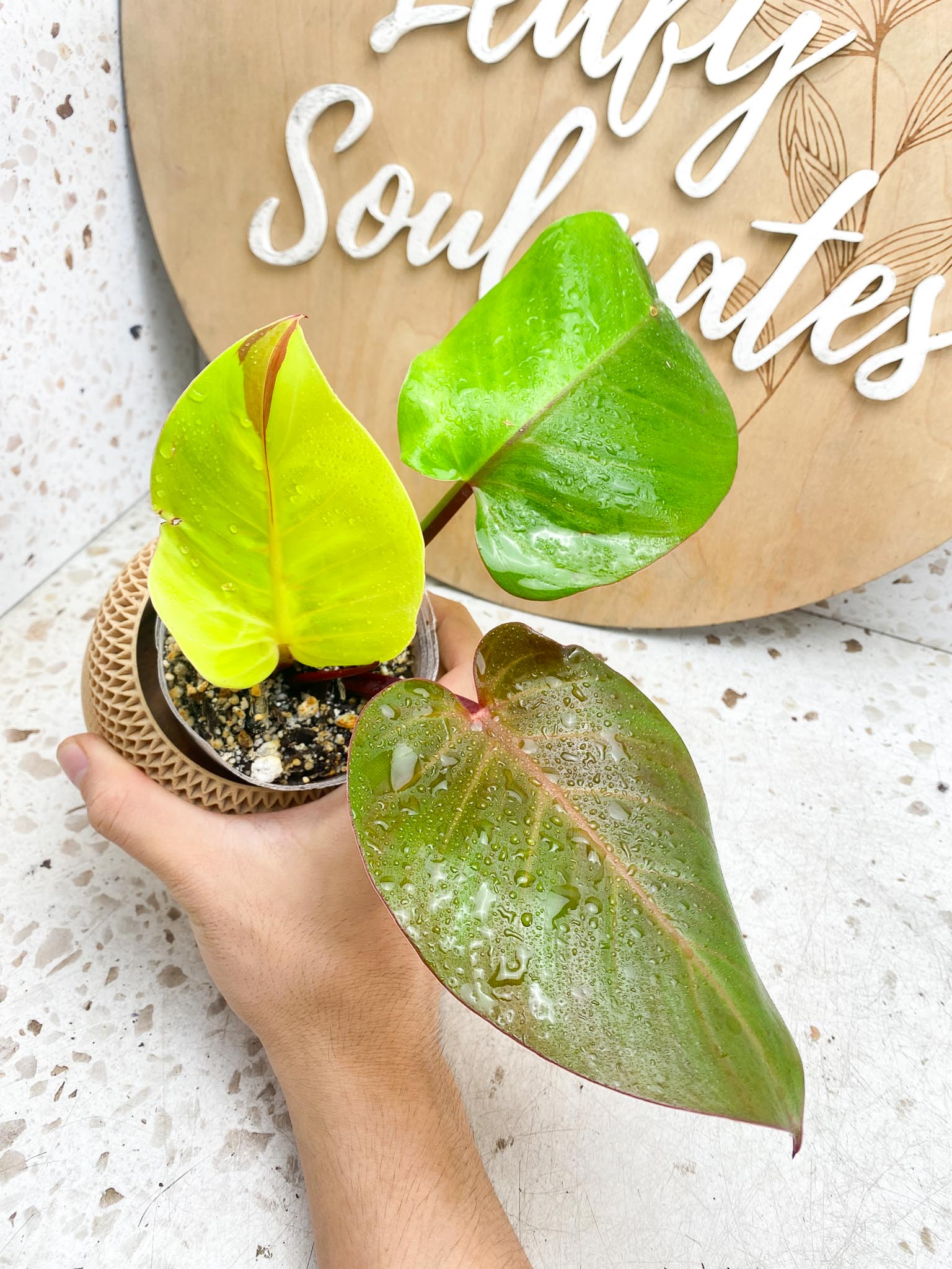 Philodendron Red Moon Variegated 3 Leaves 1 Sprout Rooting