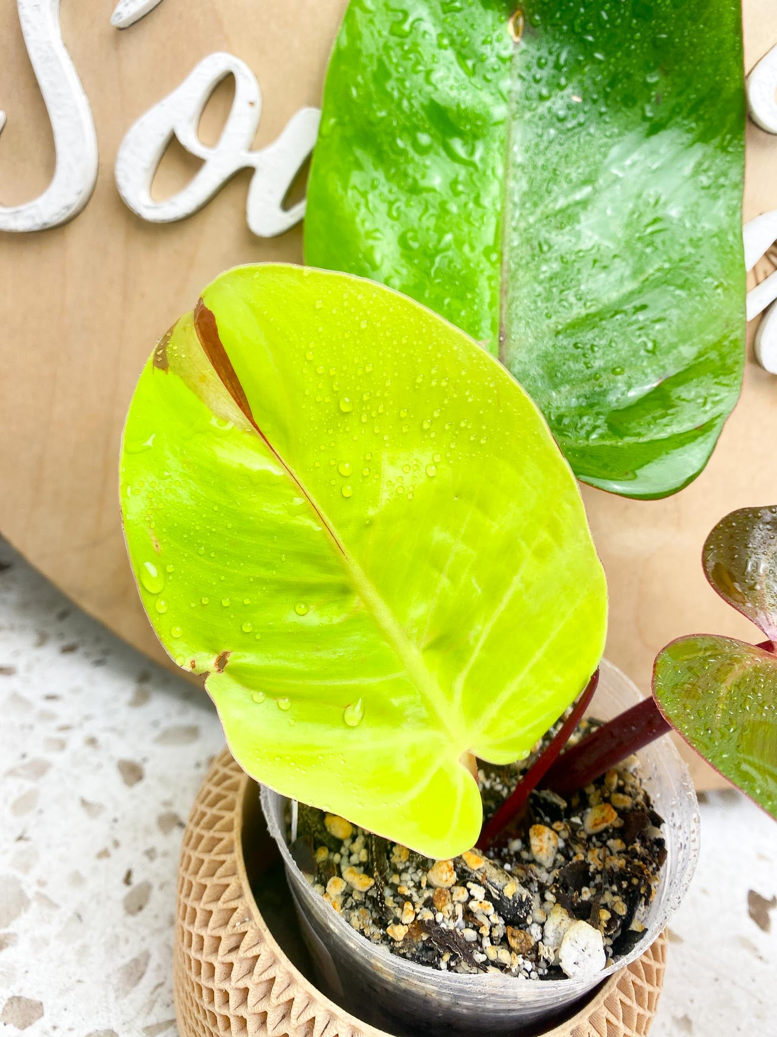 Philodendron Red Moon Variegated 3 Leaves 1 Sprout Rooting
