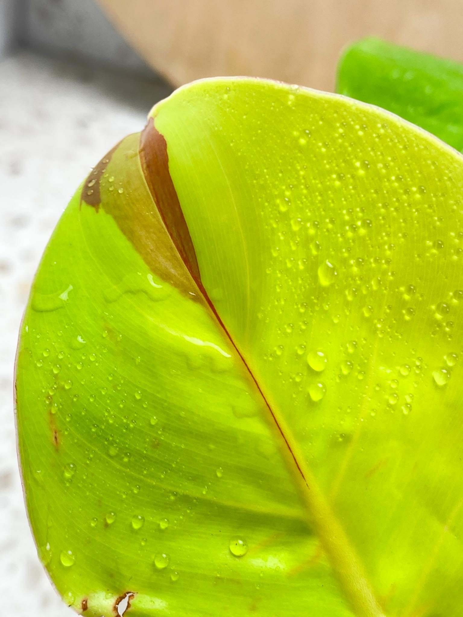 Philodendron Red Moon Variegated 3 Leaves 1 Sprout Rooting