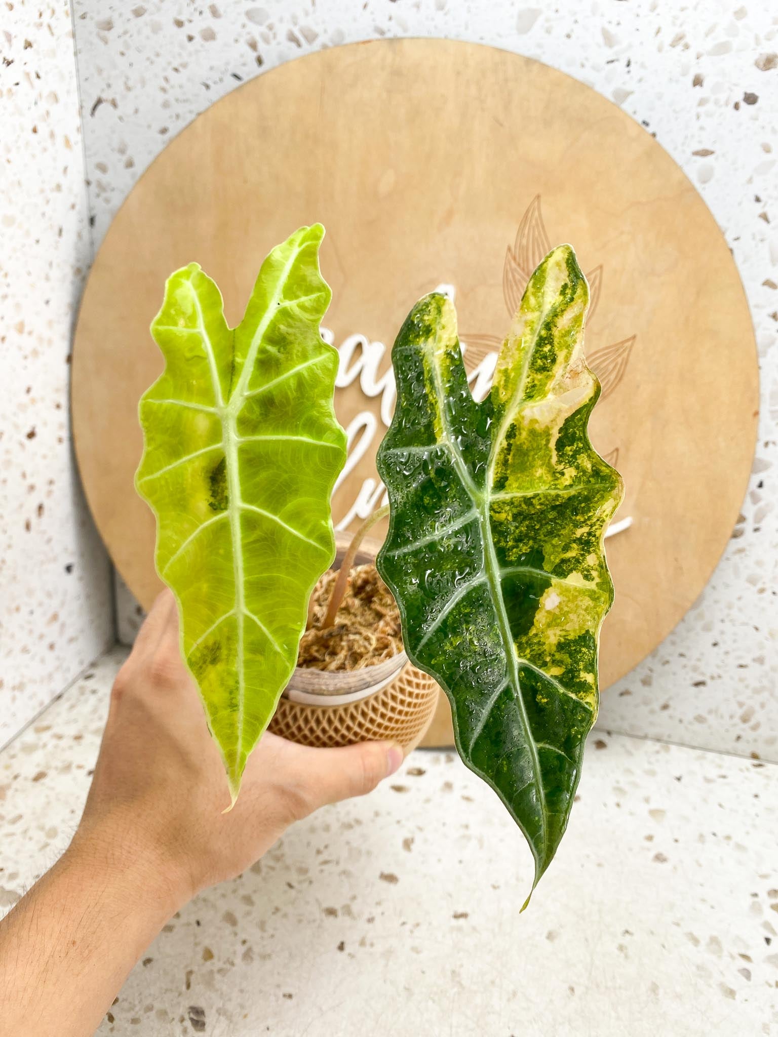 Alocasia Sanderiana Bull Aurea Variegated 2 Leaves 2 Nodes Highly Variegated