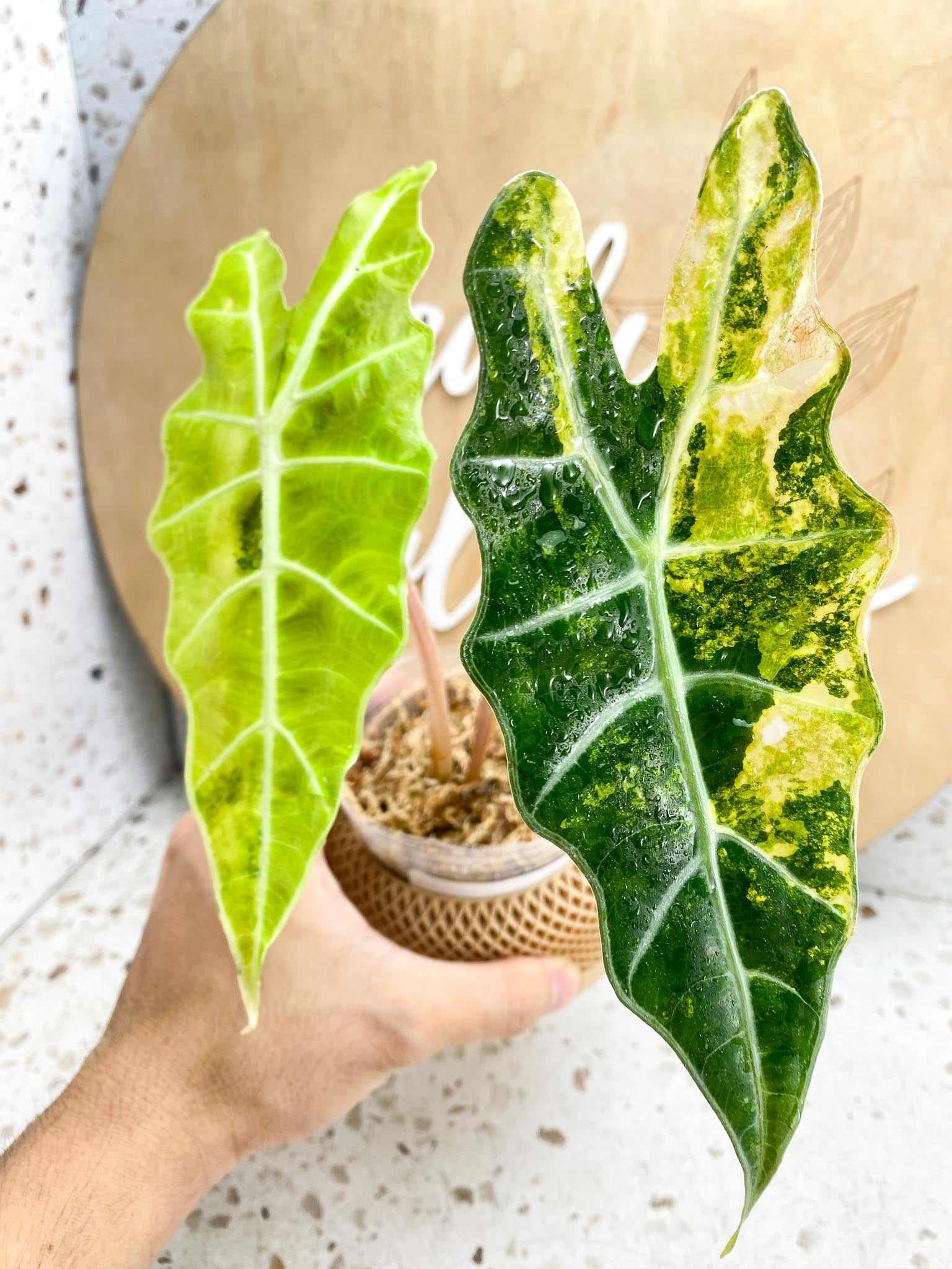 Alocasia Sanderiana Bull Aurea Variegated 2 Leaves 2 Nodes Highly Variegated