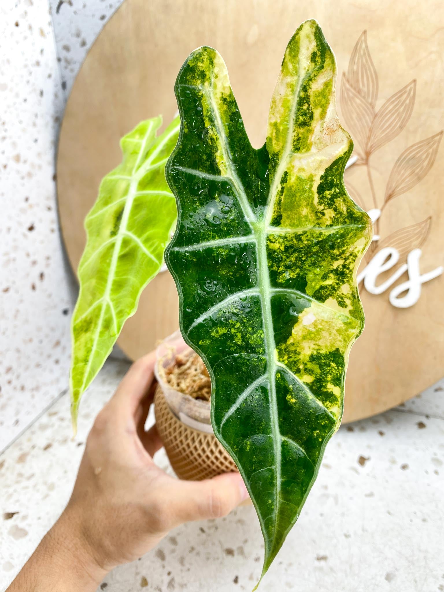 Alocasia Sanderiana Bull Aurea Variegated 2 Leaves 2 Nodes Highly Variegated