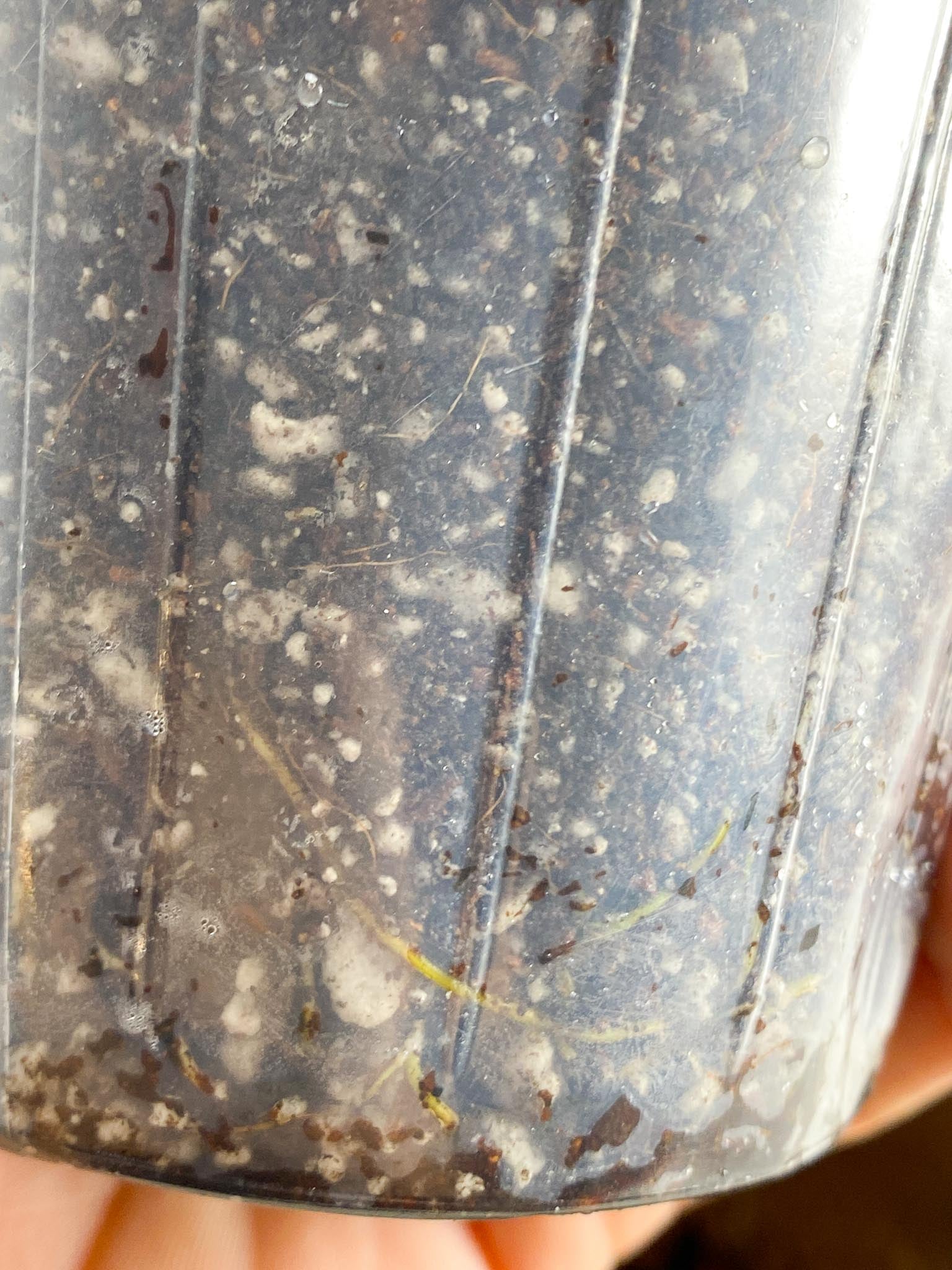 *Philodendron RuaySap Variegated 3 Nodes 2 Buds 1 Sprout Slightly Rooted
