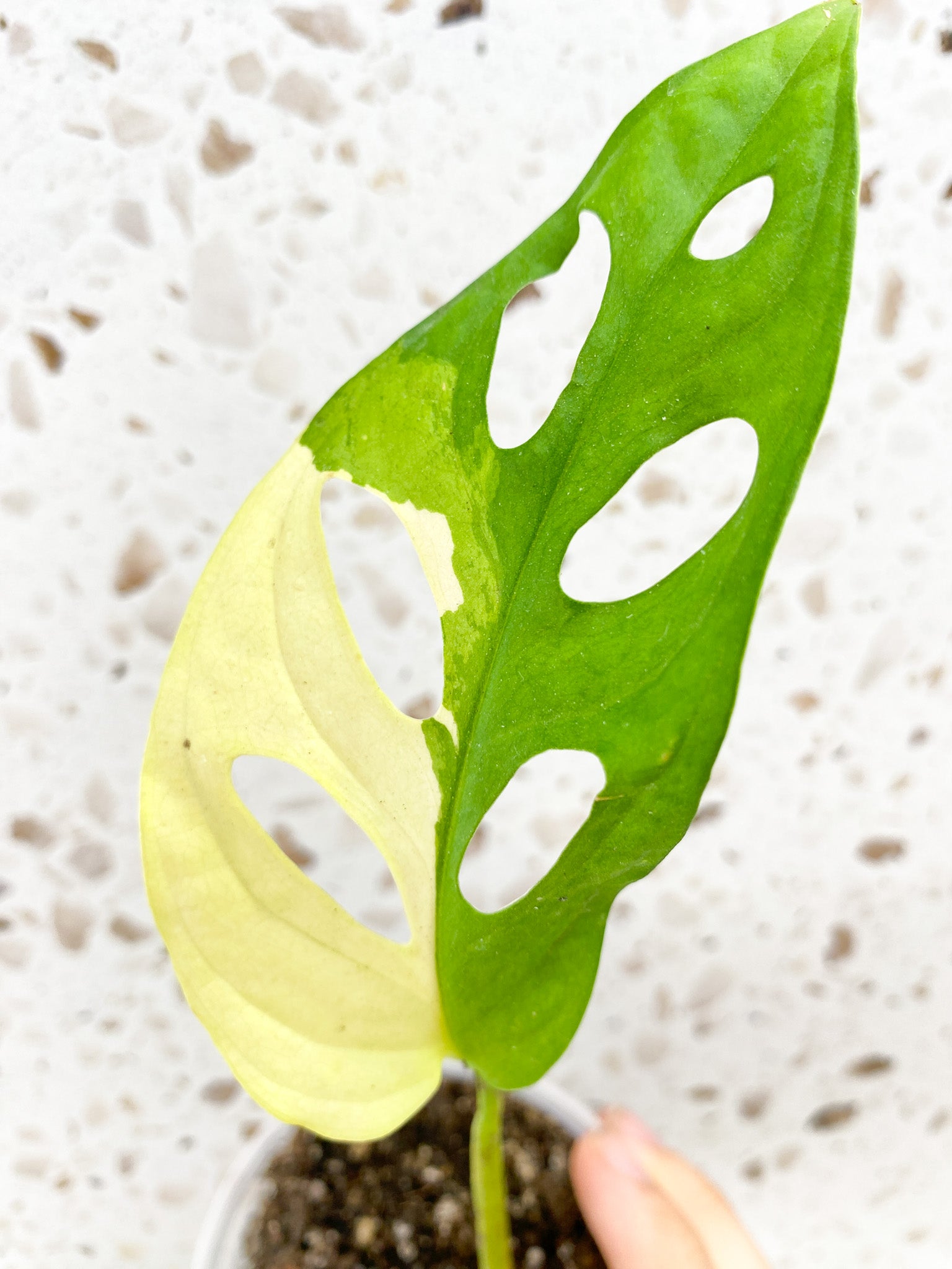 Monstera Adansonii Aurea 1 leaf
