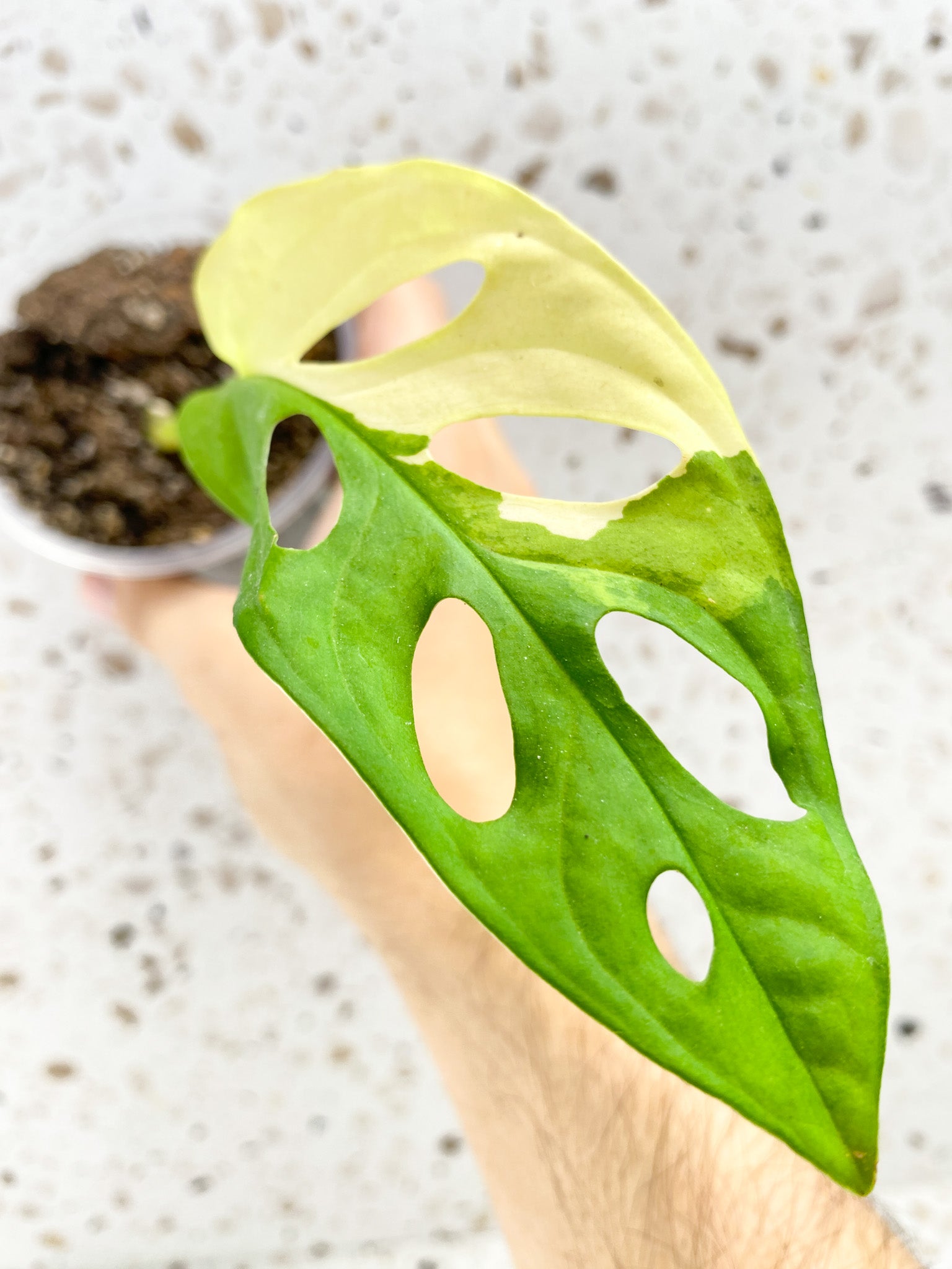 Monstera Adansonii Aurea 1 leaf