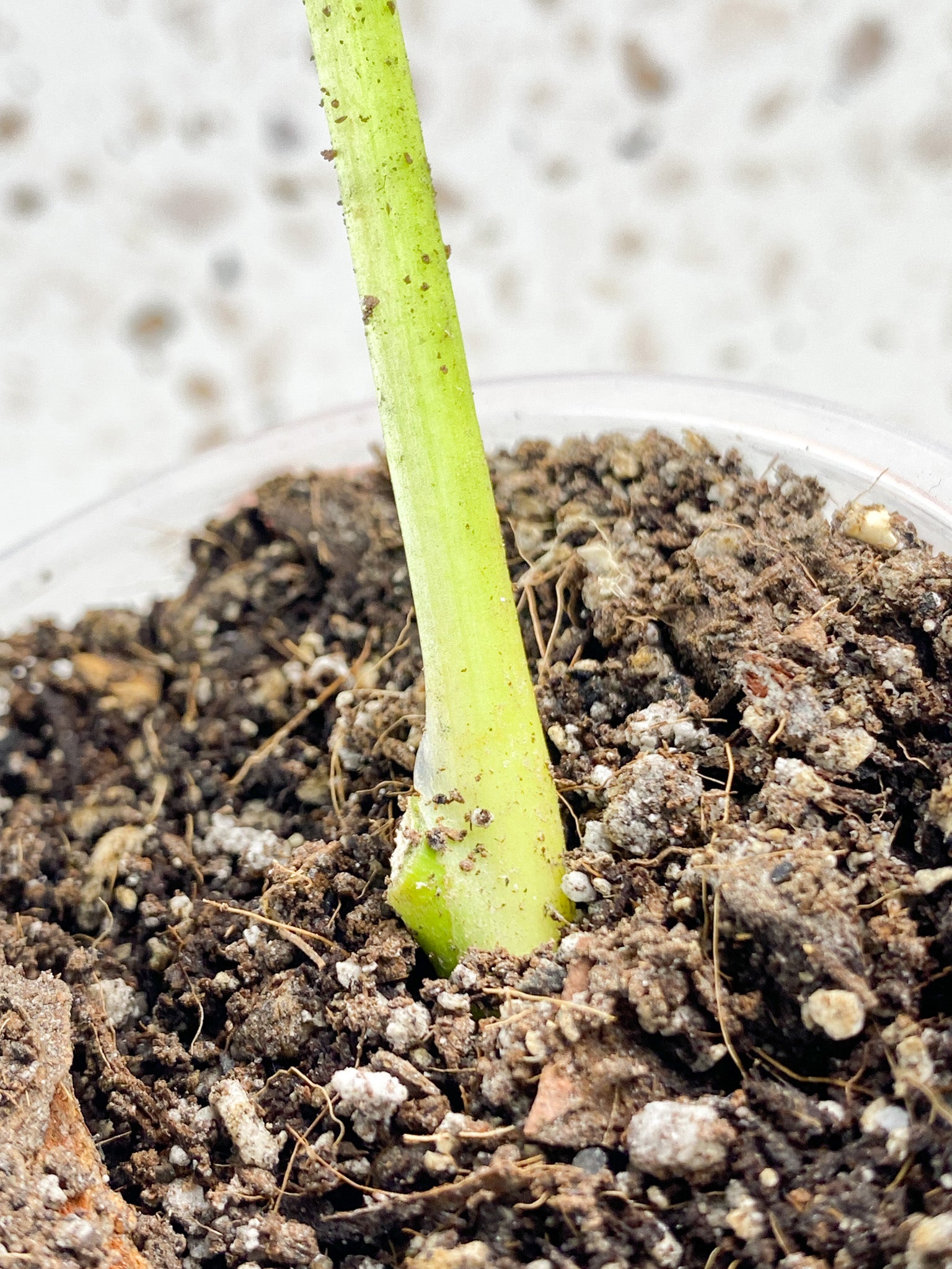 Monstera Adansonii Aurea 1 leaf