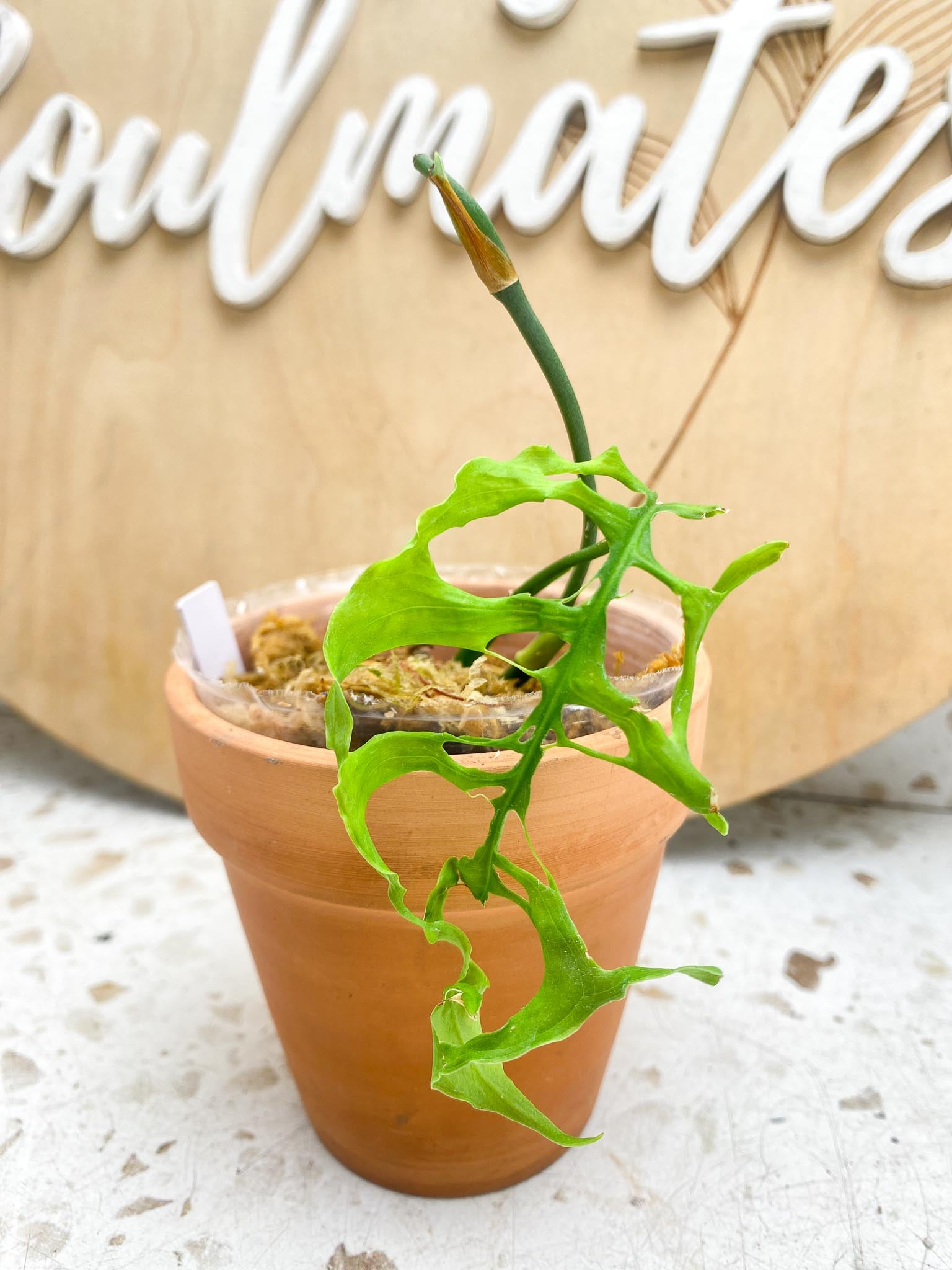 *Monstera Obliqua peruvian 1 Leaf 3 Nodes 2 Sprouts