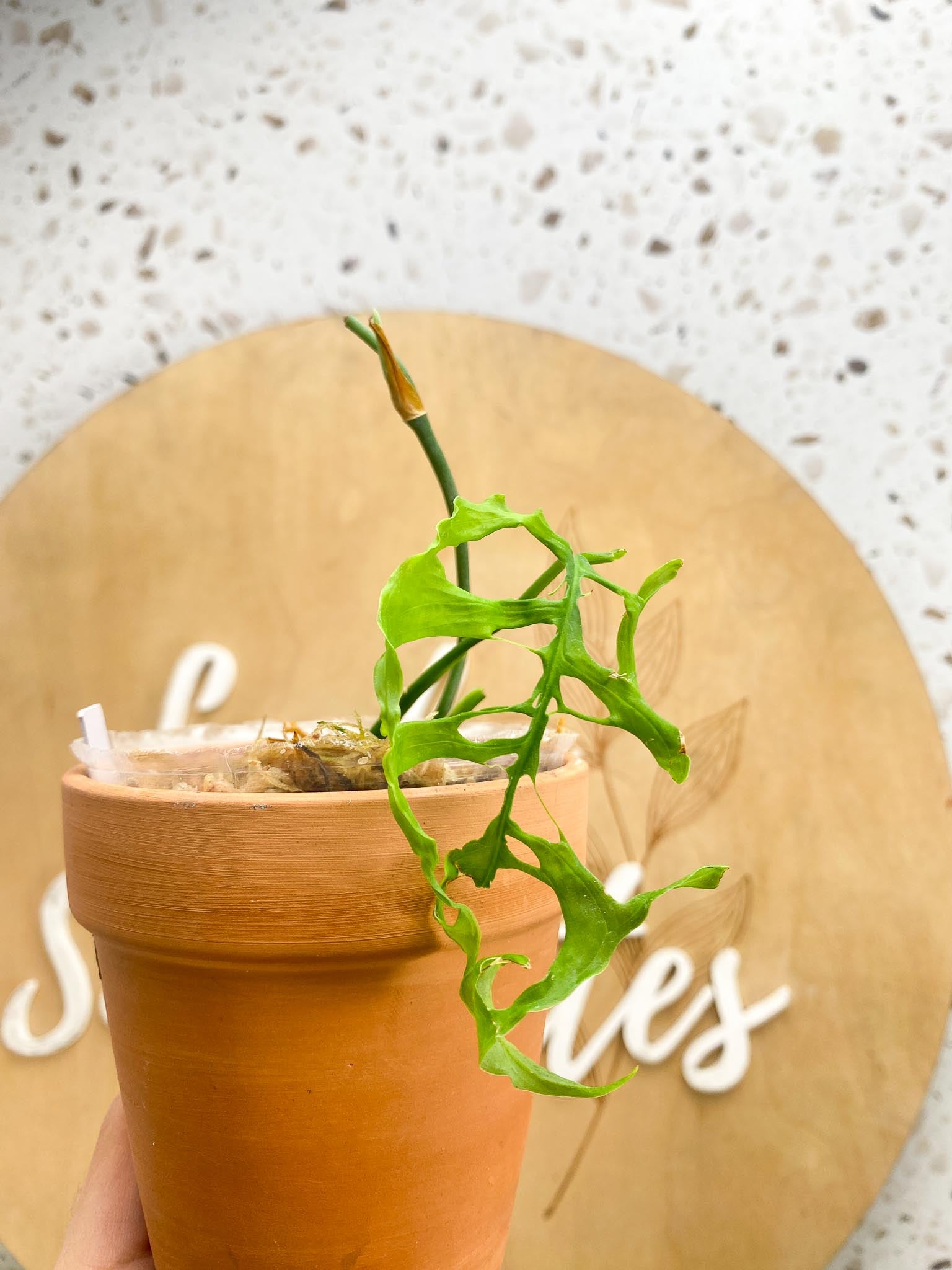 *Monstera Obliqua peruvian 1 Leaf 3 Nodes 2 Sprouts