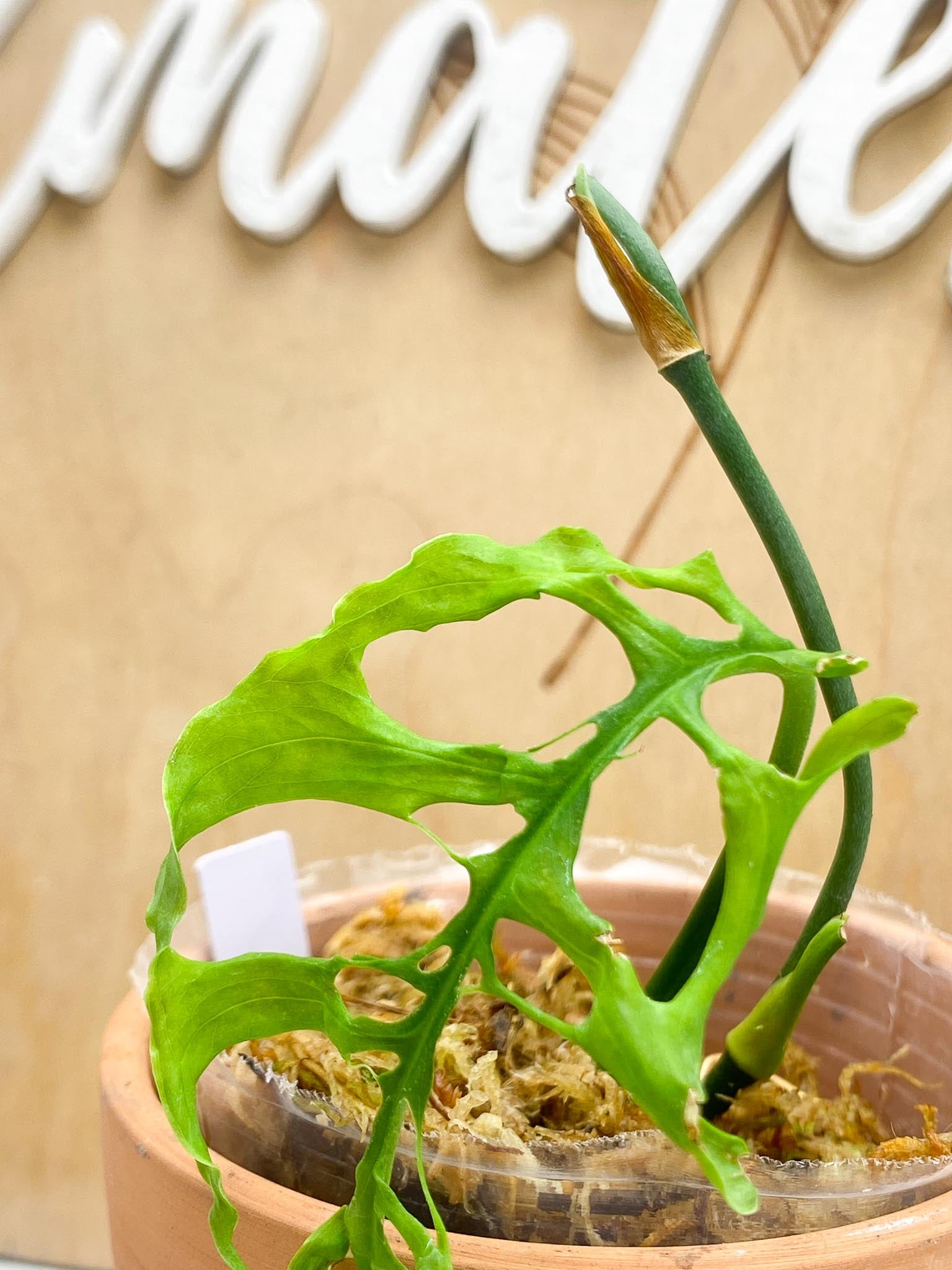 *Monstera Obliqua peruvian 1 Leaf 3 Nodes 2 Sprouts