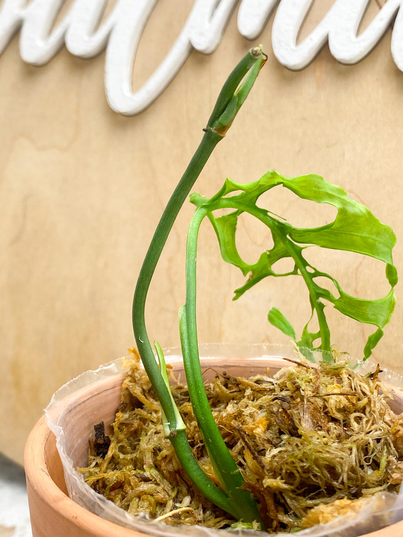 *Monstera Obliqua peruvian 1 Leaf 3 Nodes 2 Sprouts