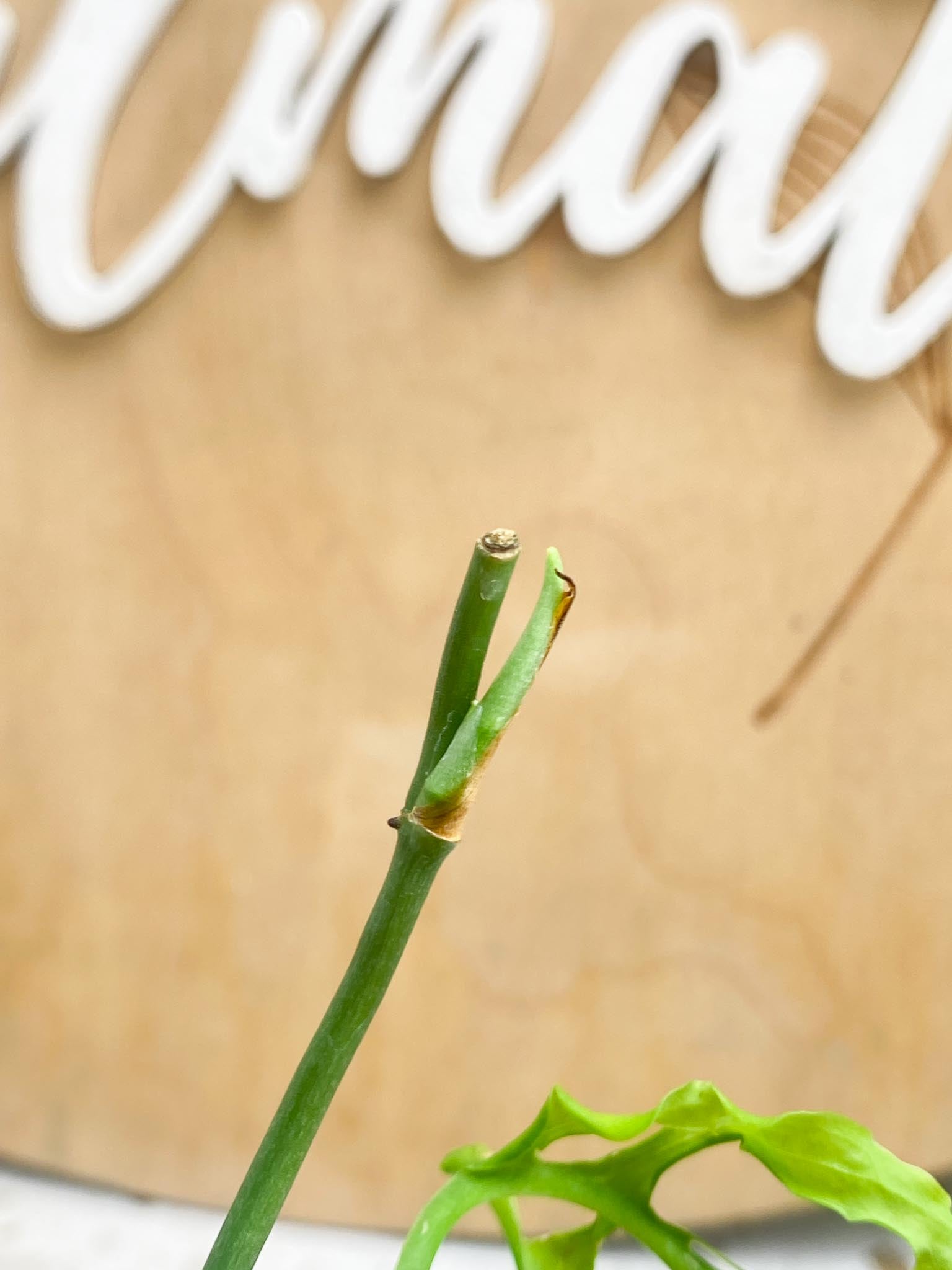 *Monstera Obliqua peruvian 1 Leaf 3 Nodes 2 Sprouts