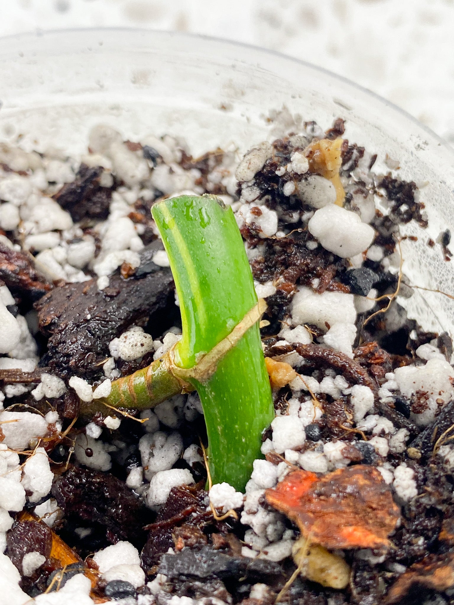 Monstera Aurea Tricolor node