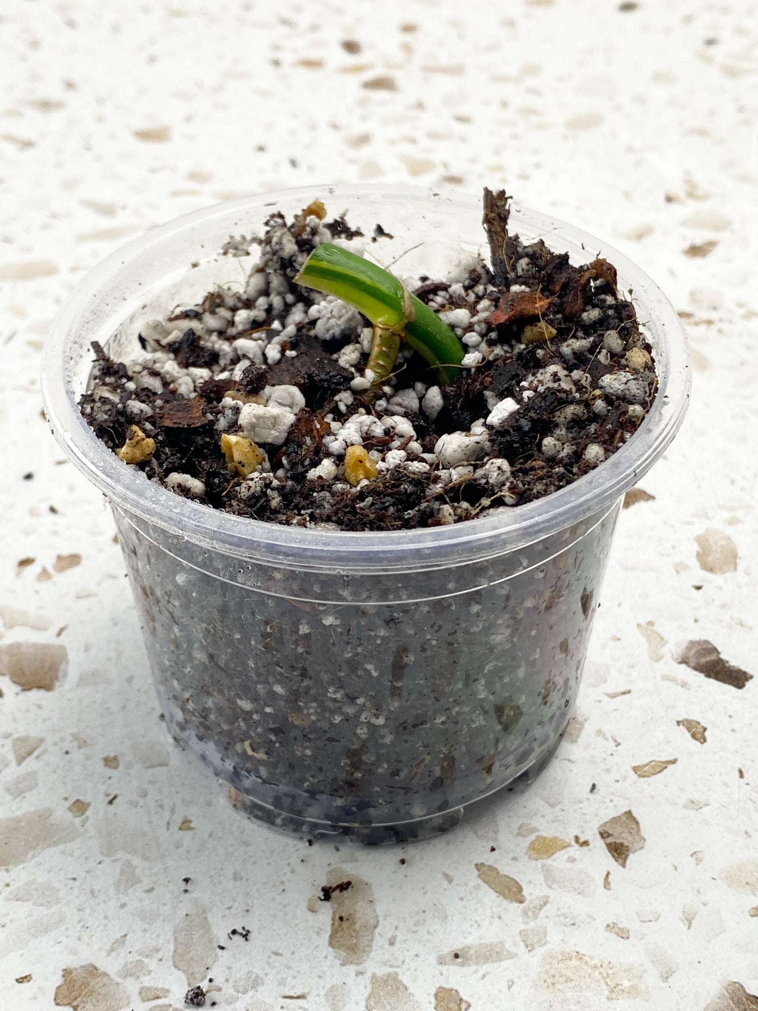 Monstera Aurea Tricolor node