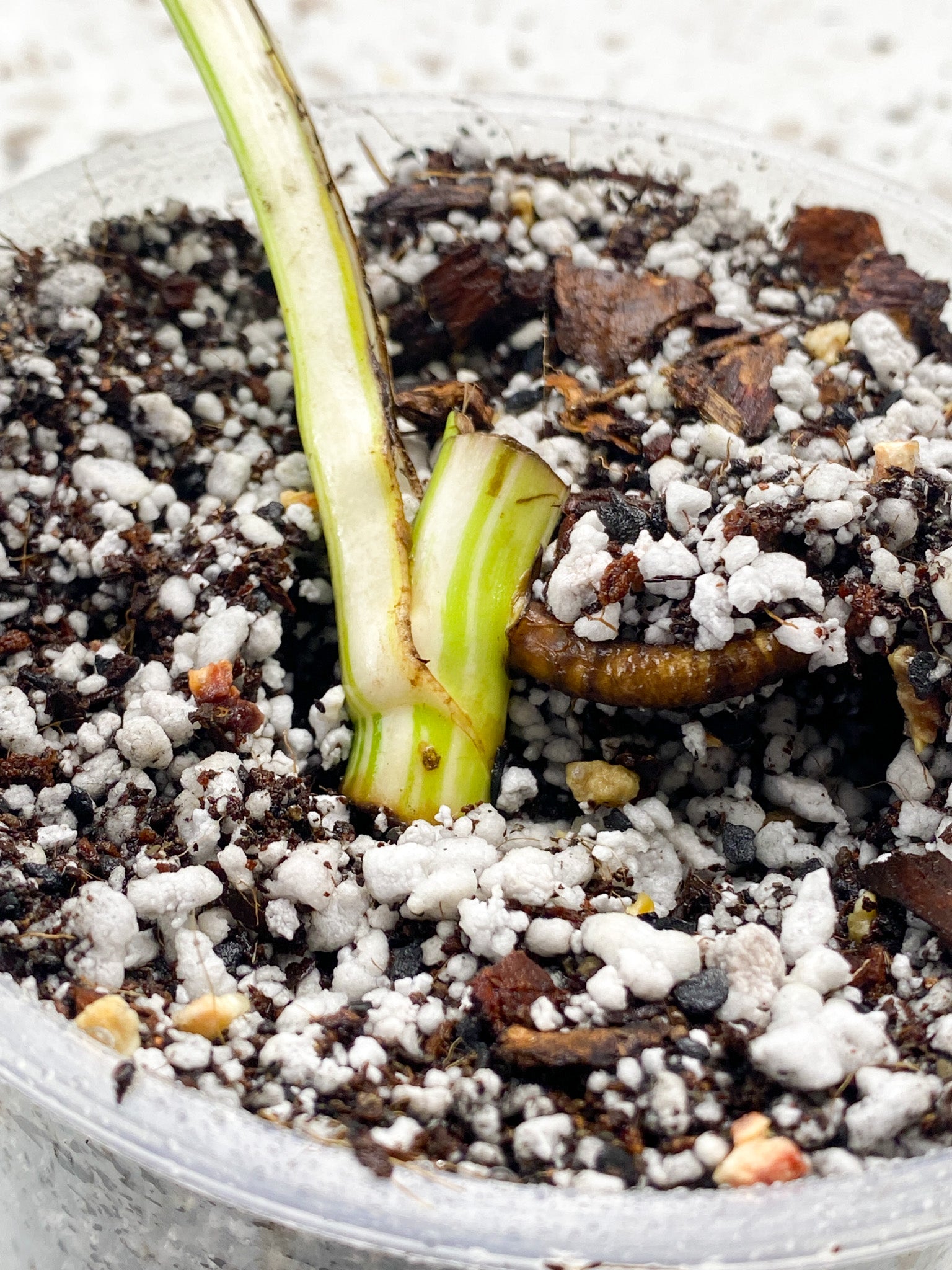 Monstera Albo White Tiger 1 leaf 1 growth point