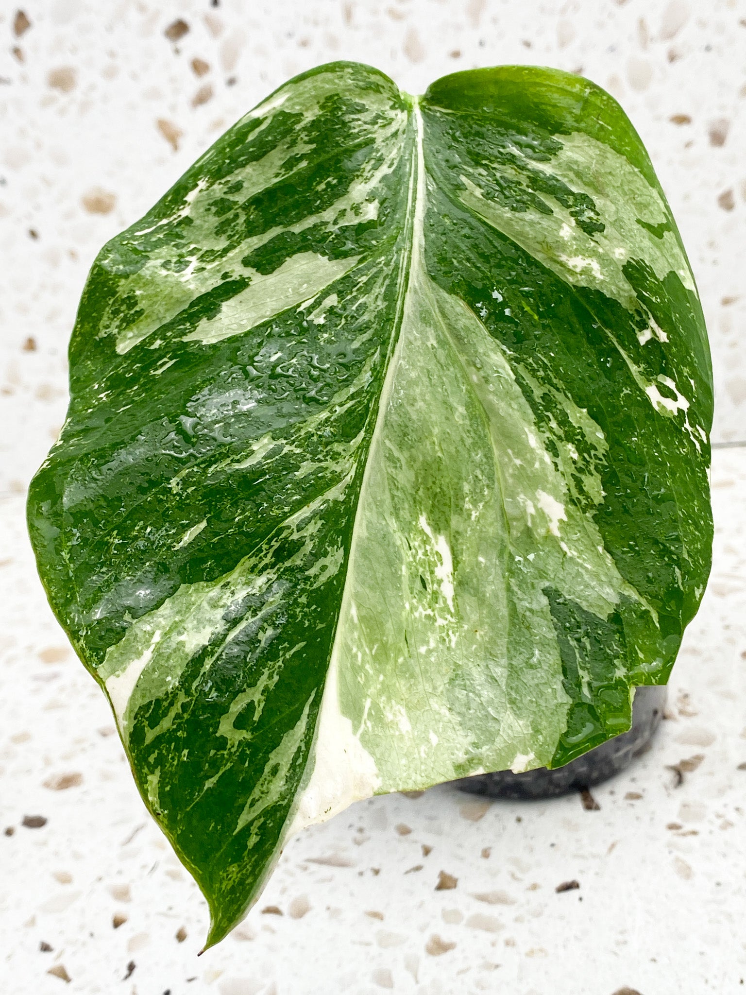 Monstera Albo White Tiger 1 leaf 1 growth point
