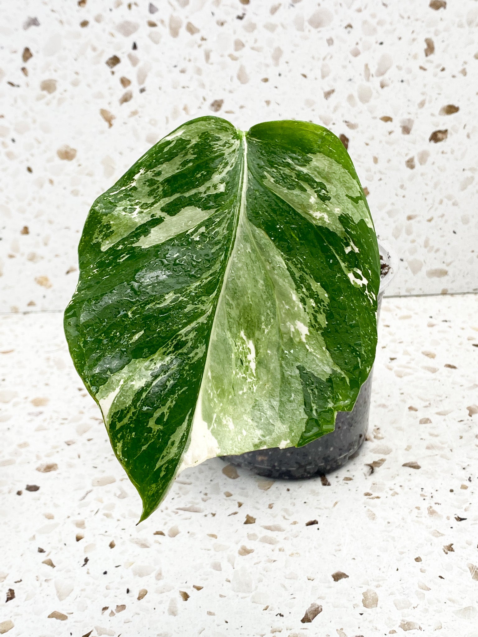 Monstera Albo White Tiger 1 leaf 1 growth point