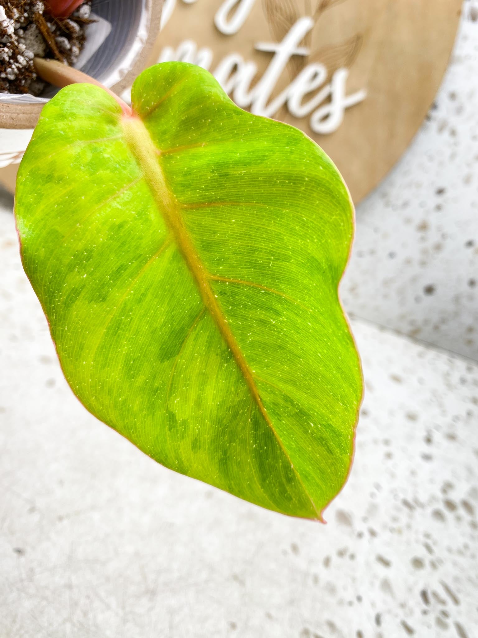 *Philodendron Jungle Fever Variegated 1 Leaf 1 Node 1 Sprout