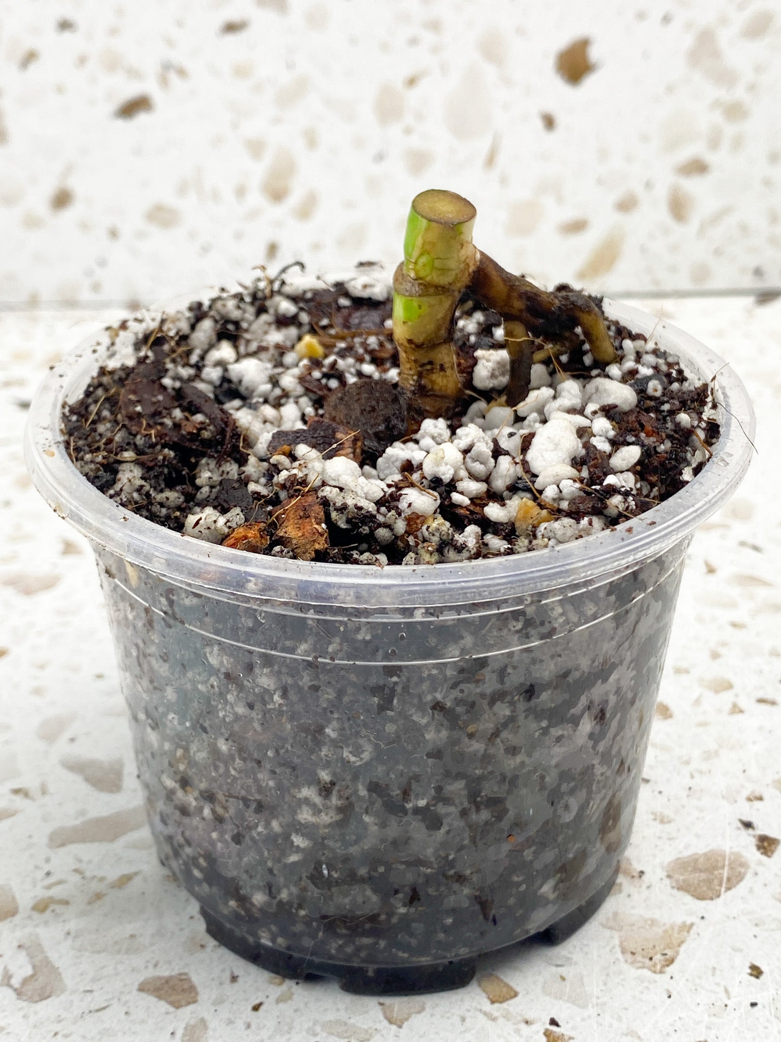 Monstera Albo White Tiger node