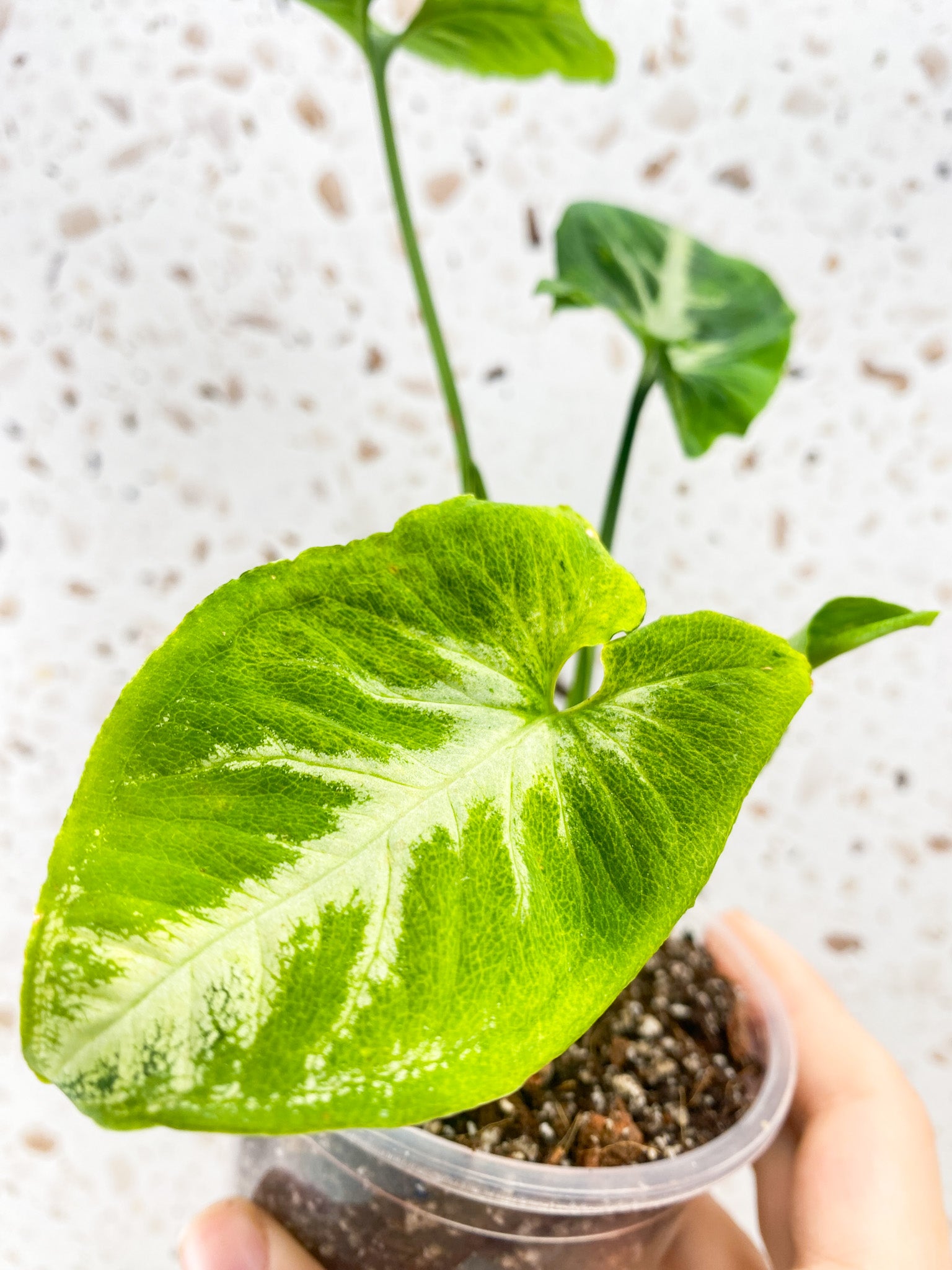 Syngonium Scrambled Eggs 3 leaves 1 unfurling top cutting