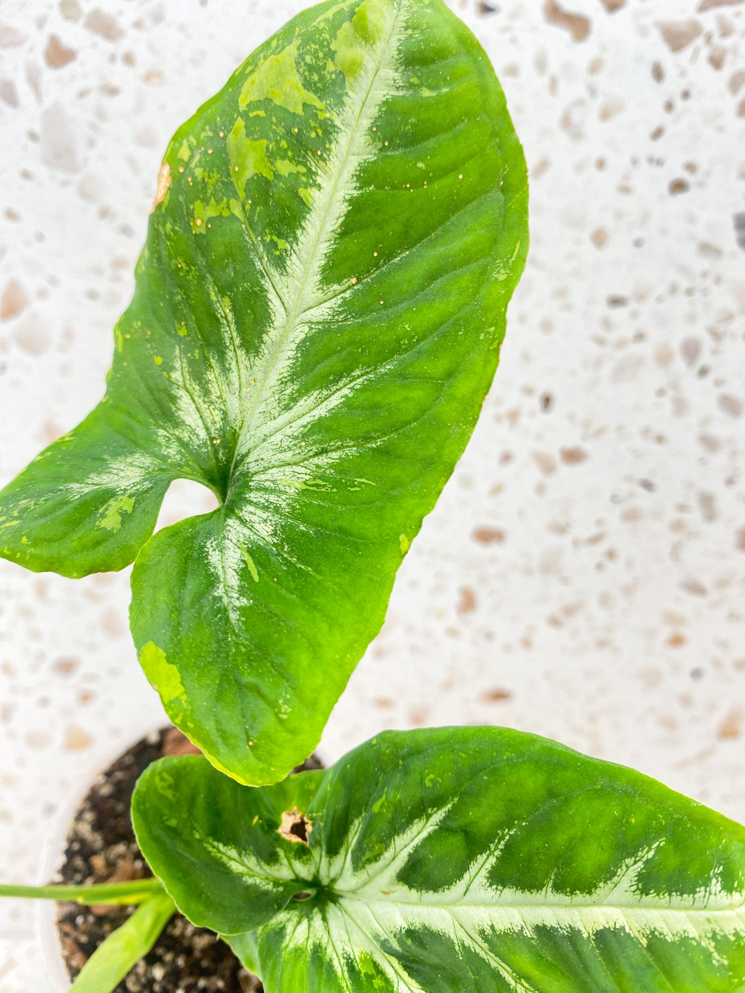Syngonium Scrambled Eggs 3 leaves 1 unfurling top cutting