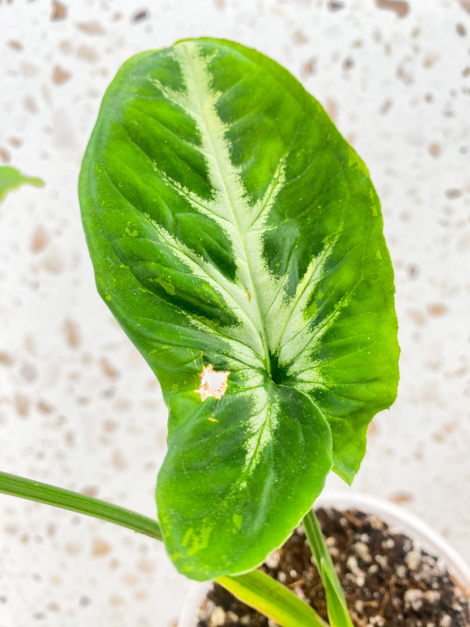 Syngonium Scrambled Eggs 3 leaves 1 unfurling top cutting