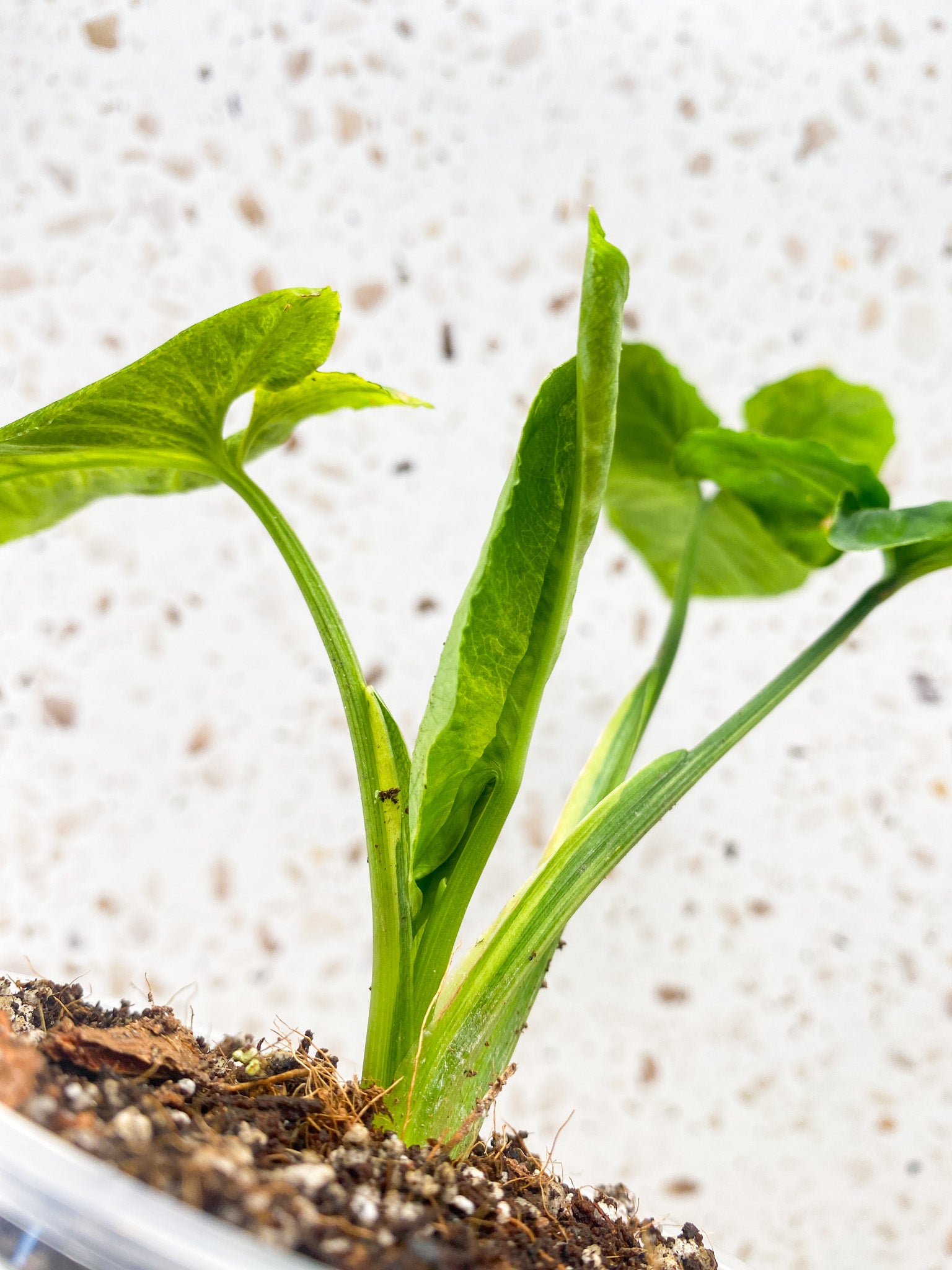 Syngonium Scrambled Eggs 3 leaves 1 unfurling top cutting