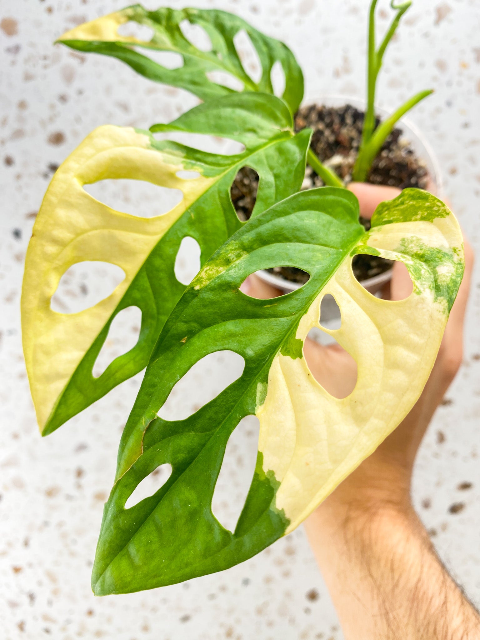 Monstera Adansonii Aurea 3 leaves 1 unfurling