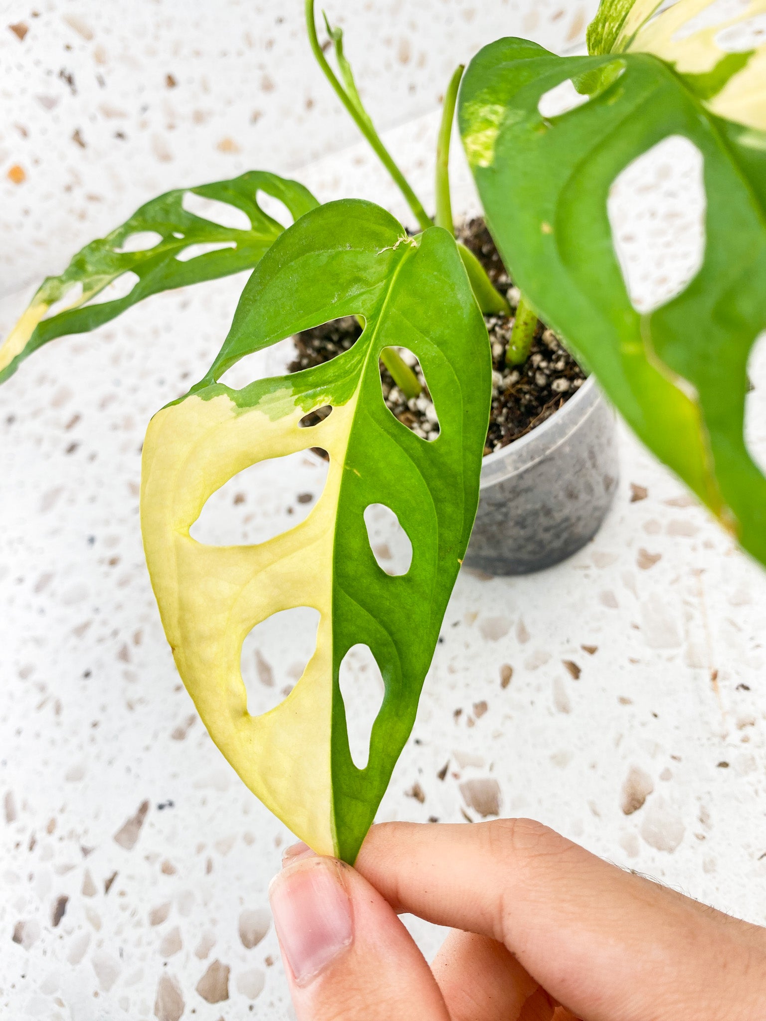Monstera Adansonii Aurea 3 leaves 1 unfurling