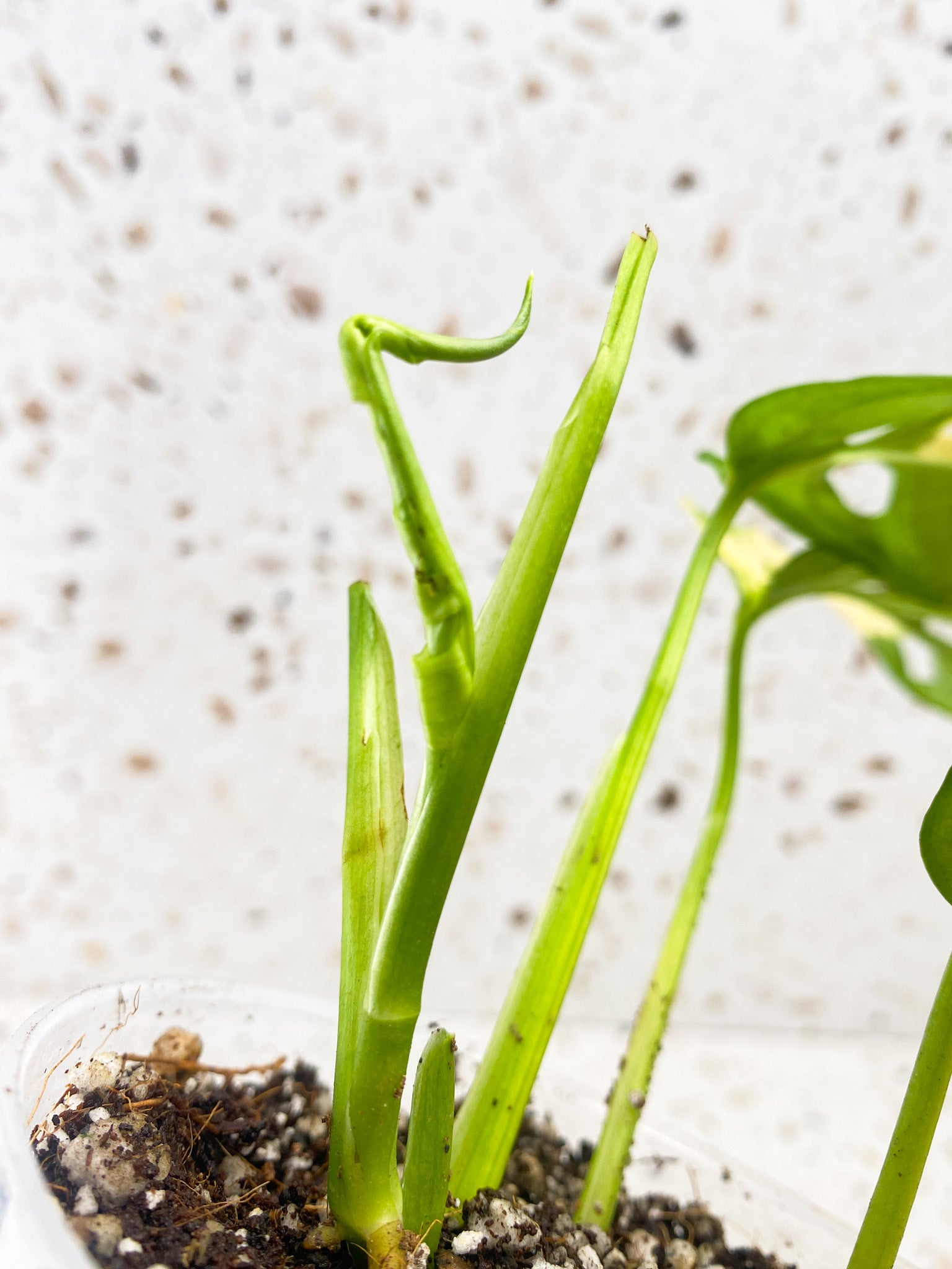 Monstera Adansonii Aurea 3 leaves 1 unfurling