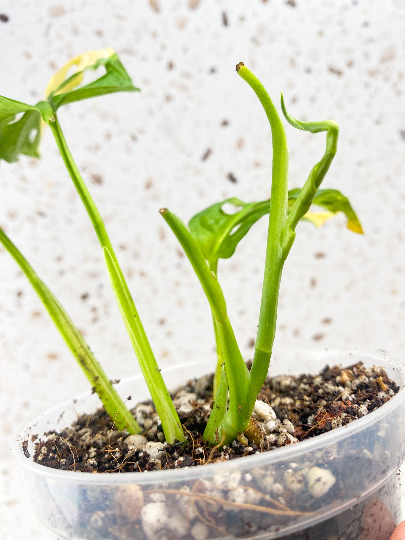 Monstera Adansonii Aurea 3 leaves 1 unfurling